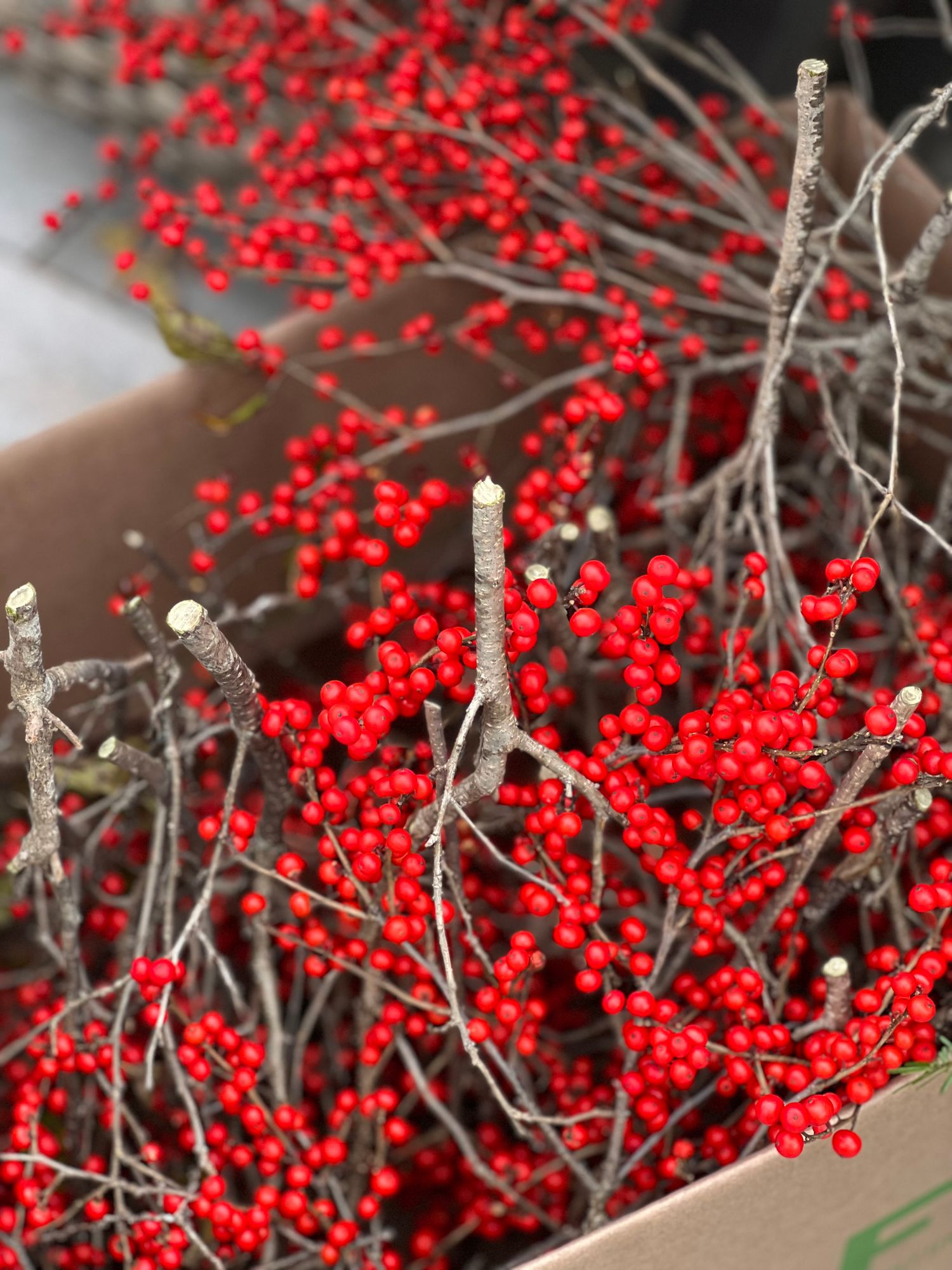 ILEX verticillata
