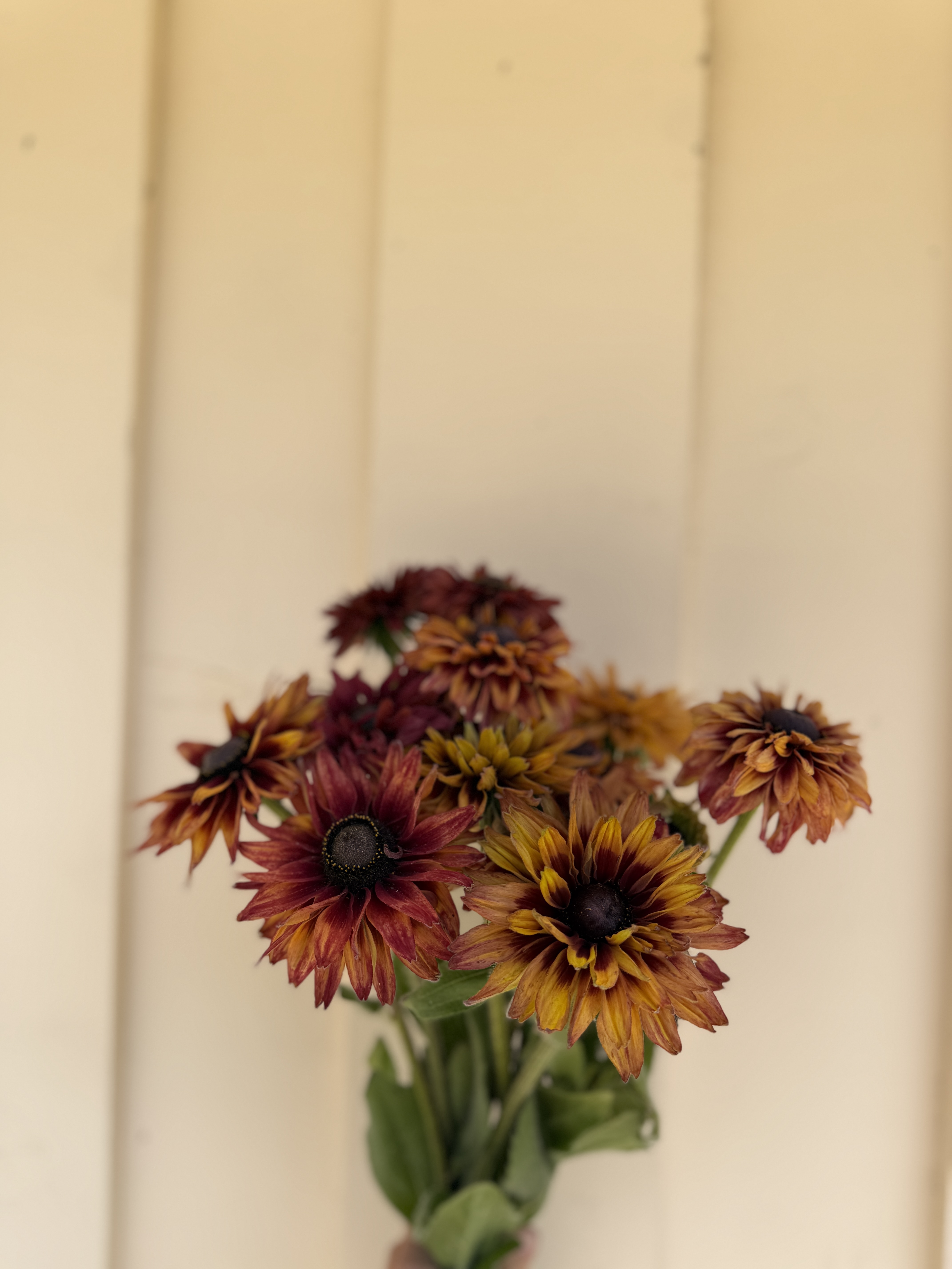 RUDBECKIA hirta Sahara