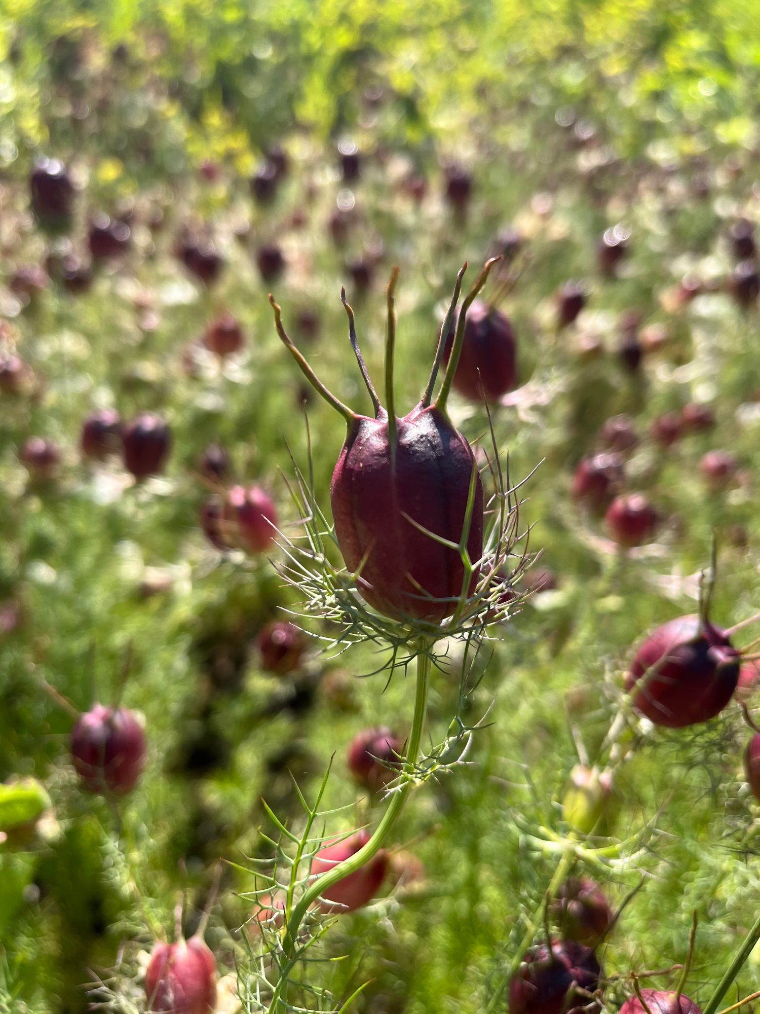 NIGELLA