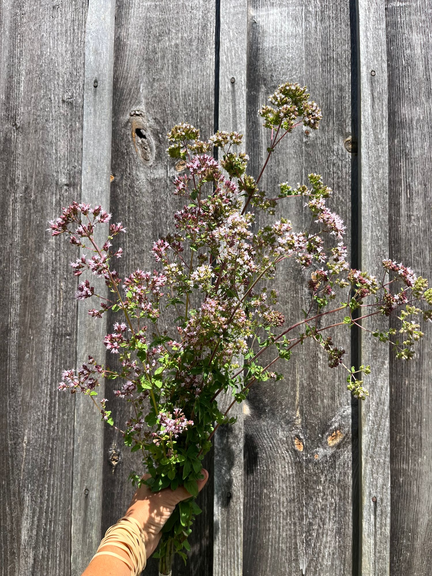 ORIGANUM vulgare ssp. hirtum