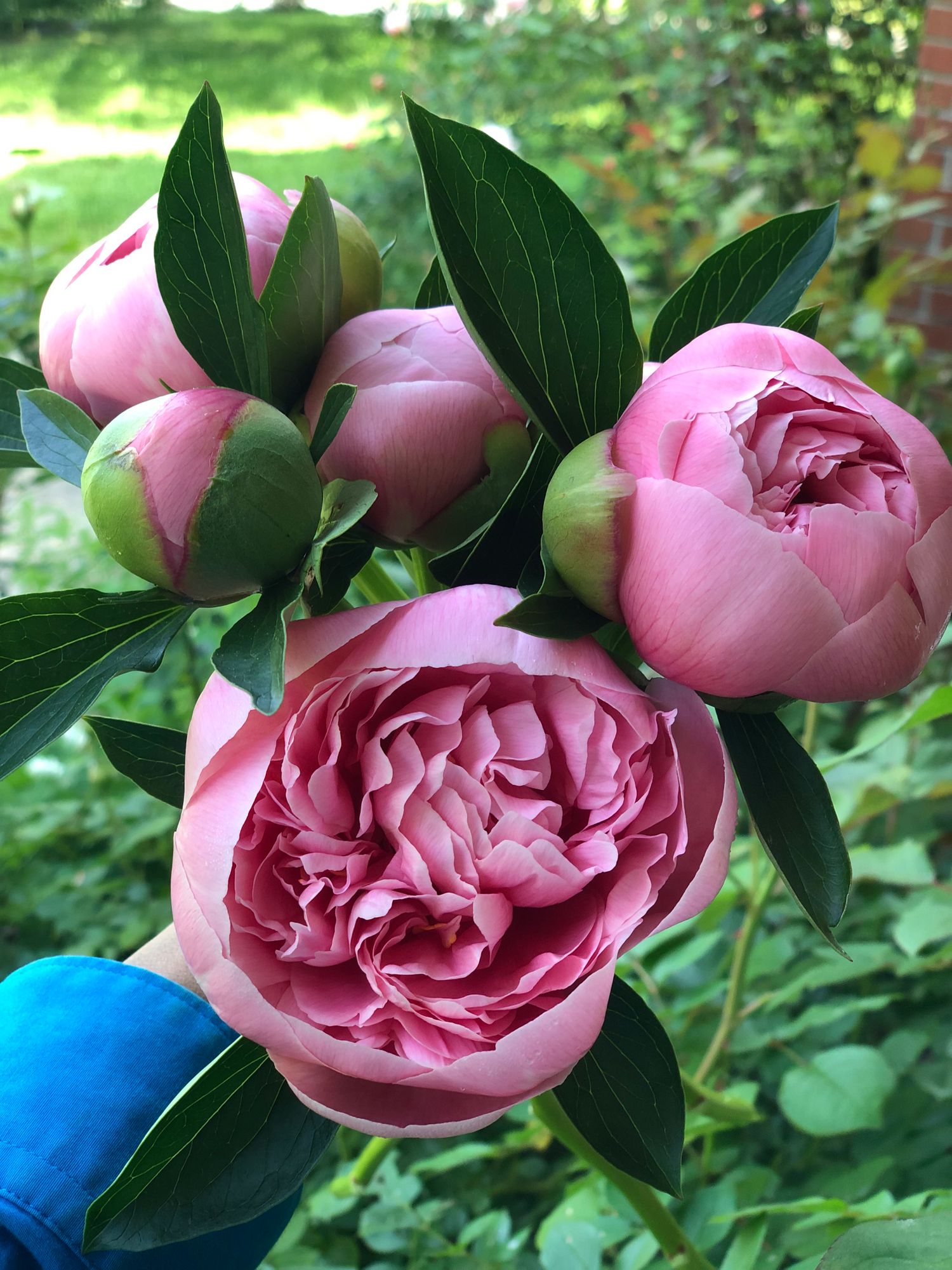 PAEONIA lactiflora Etched Salmon