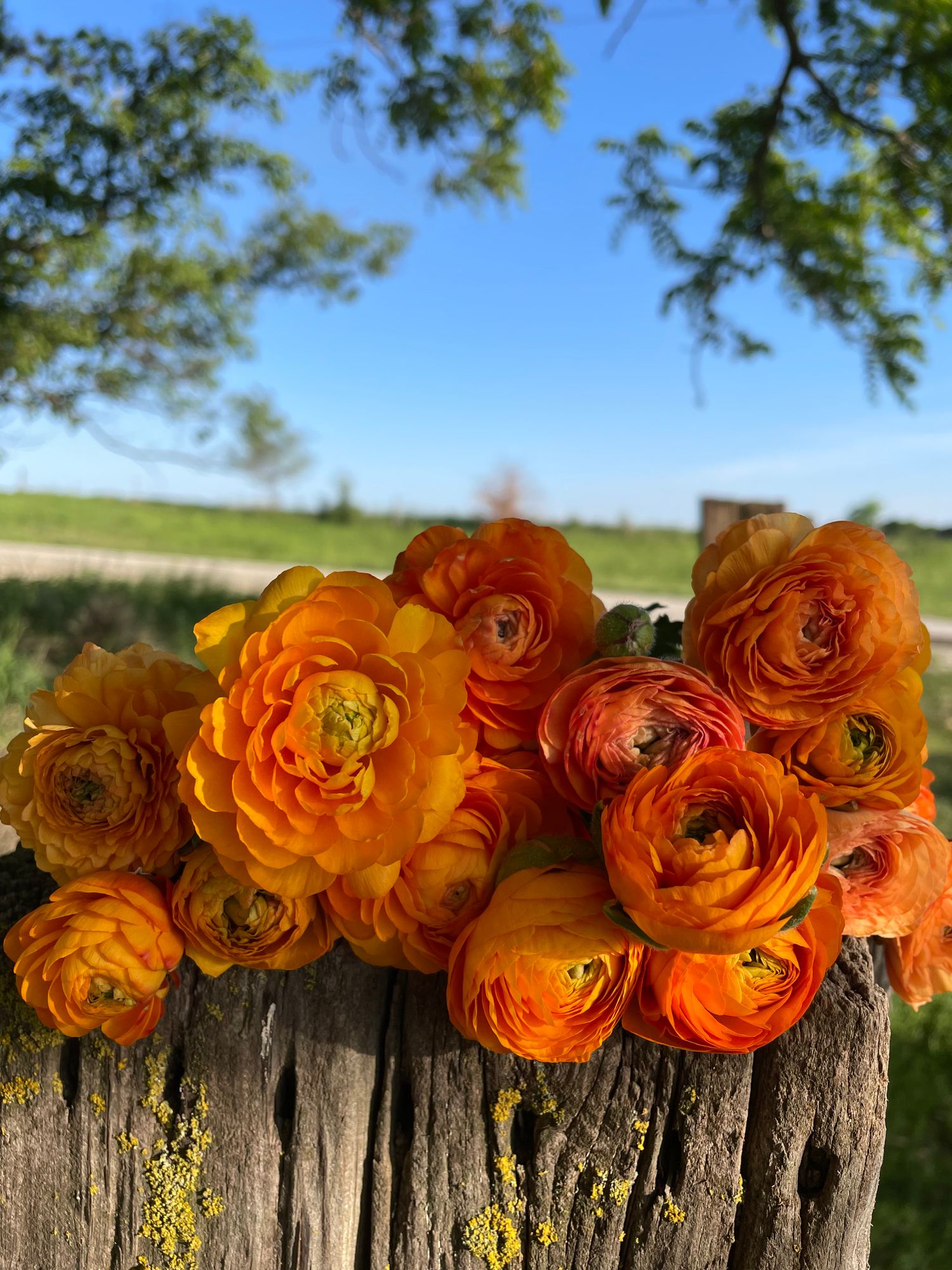 RANUNCULUS Amandine Orange