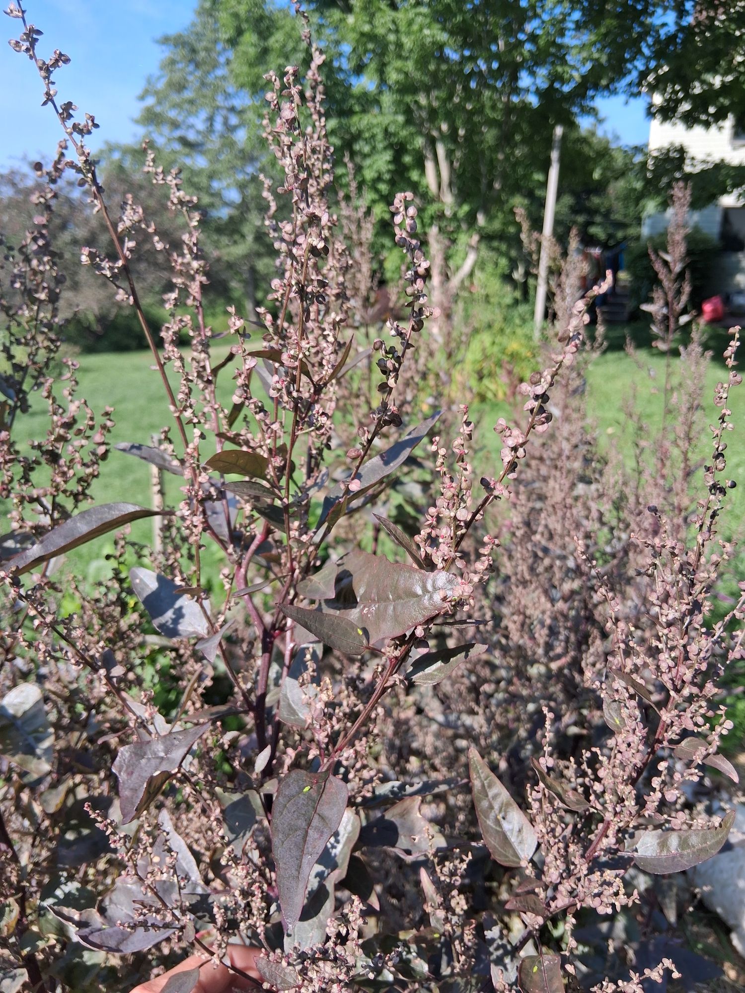 ATRIPLEX hortensis Copper Plume