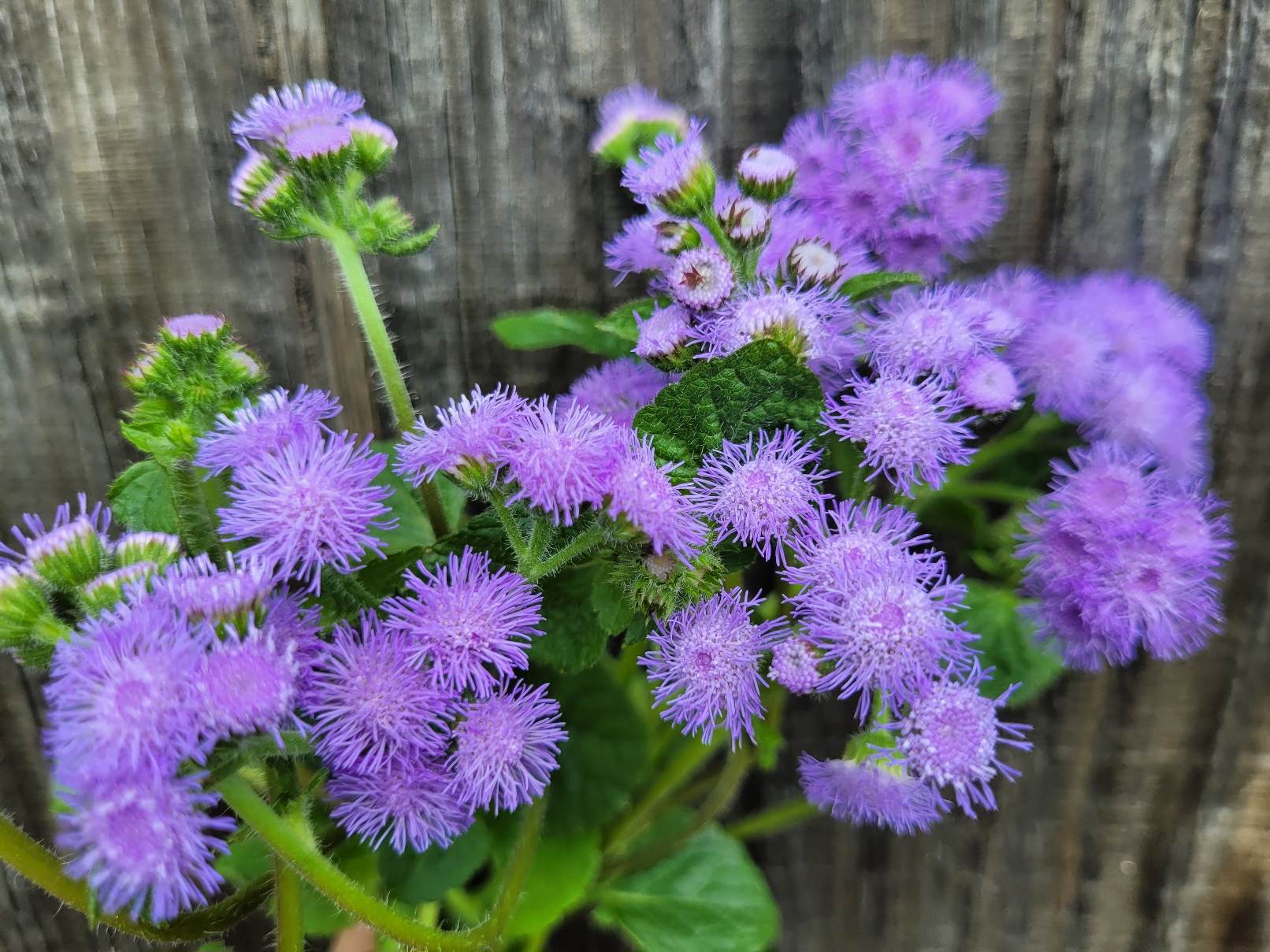 AGERATUM houstonianum Blue Horizon