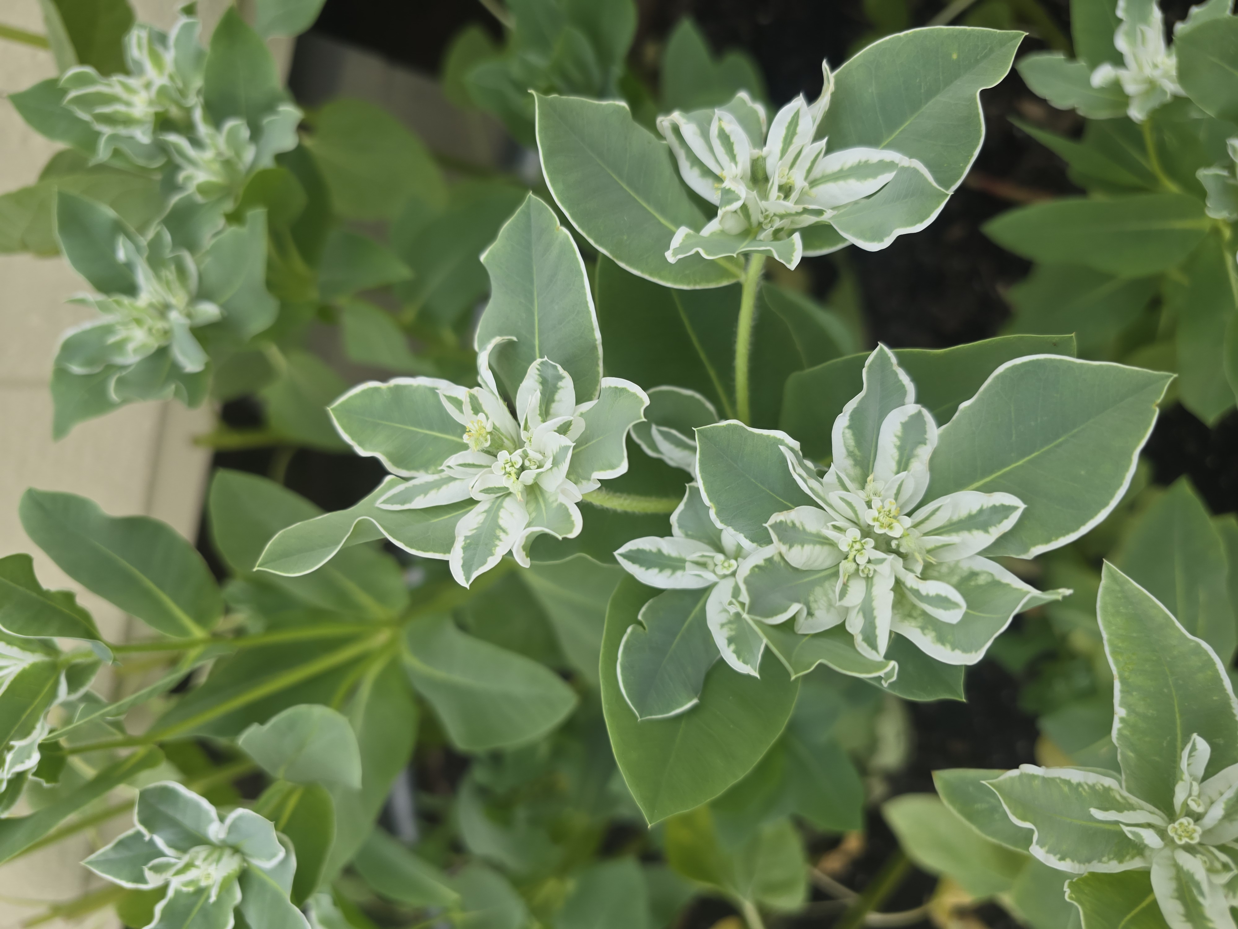 EUPHORBIA characias