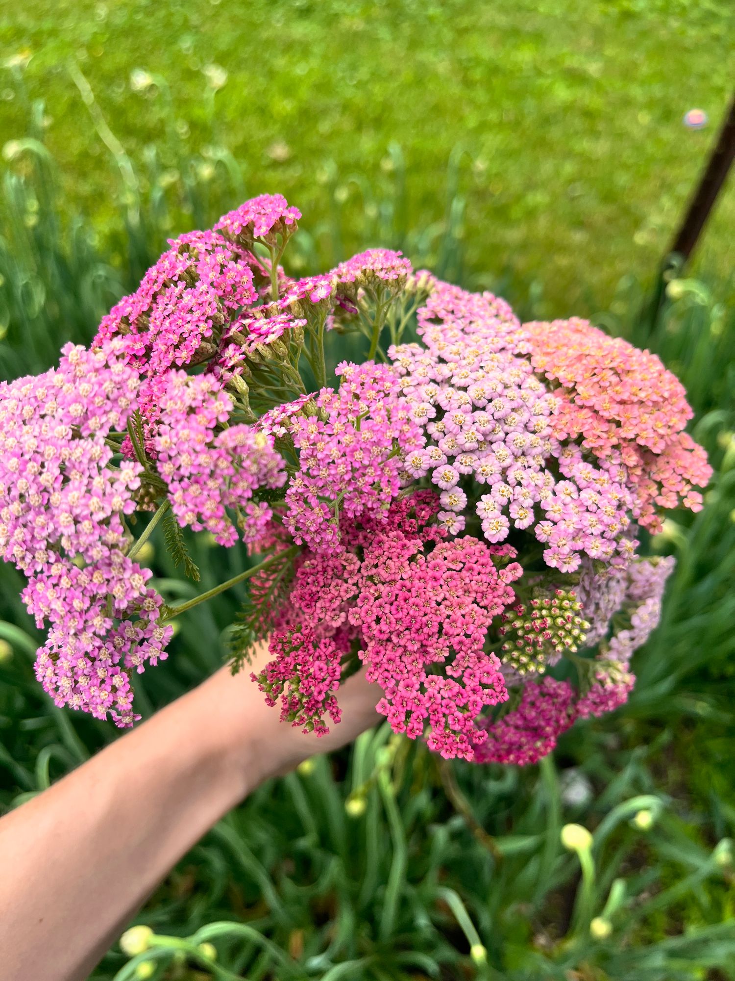 ACHILLEA millefolium Colorado