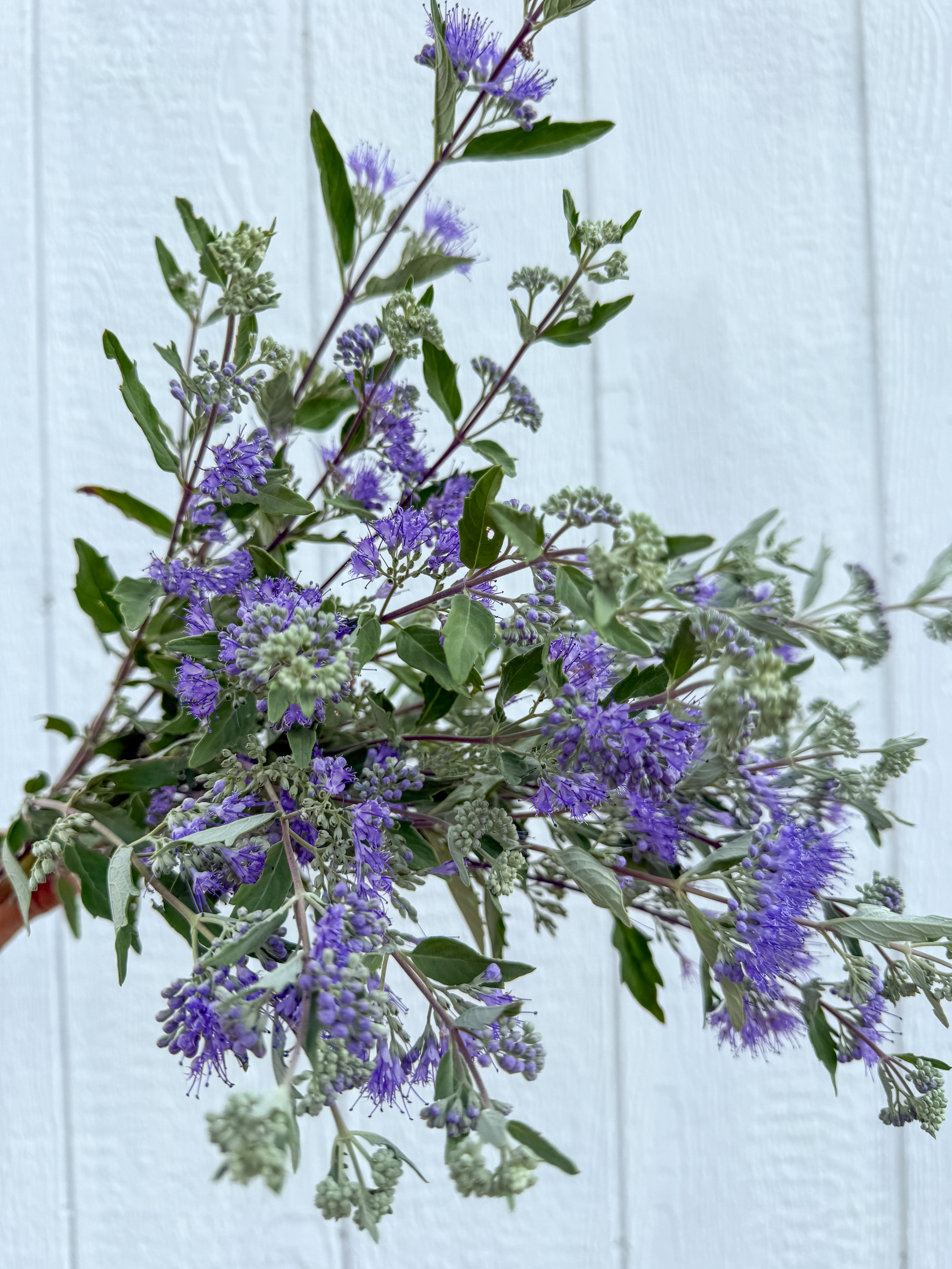 CARYOPTERIS x clandonensis Dark Knight