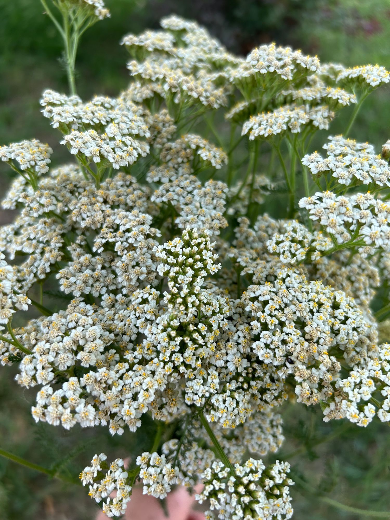 ACHILLEA millefolium