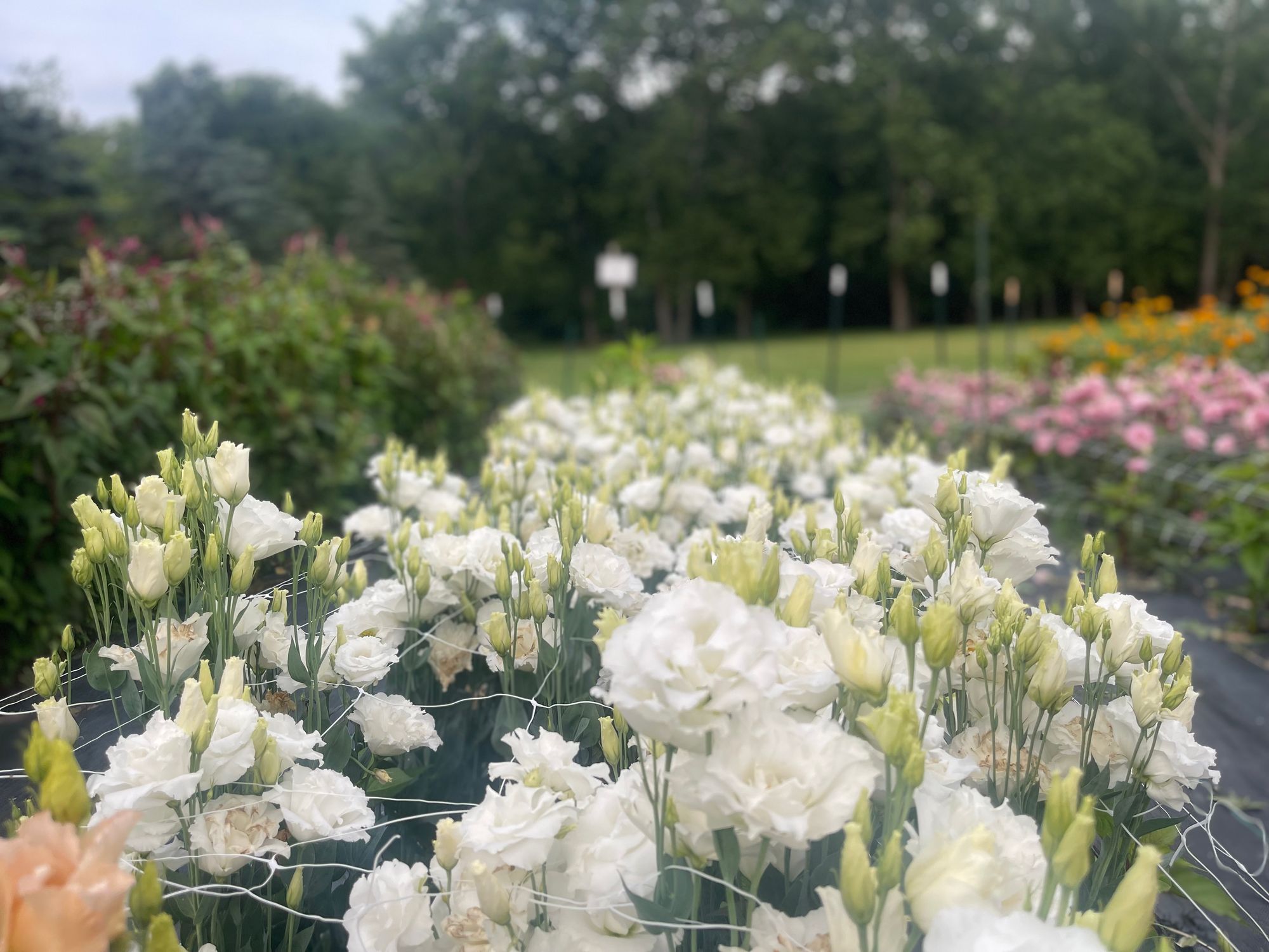 EUSTOMA grandiflorum Echo White