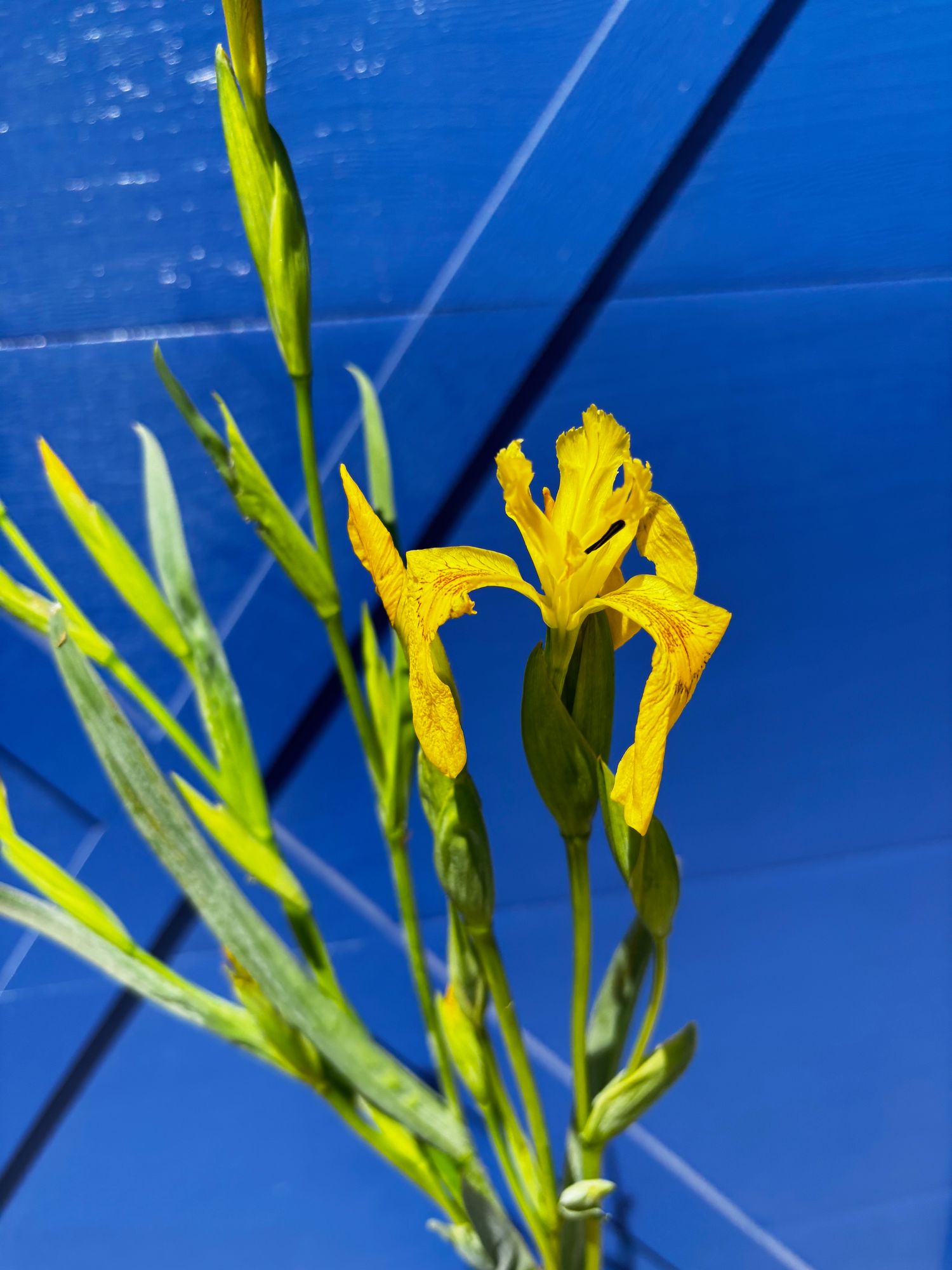 IRIS pseudacorus