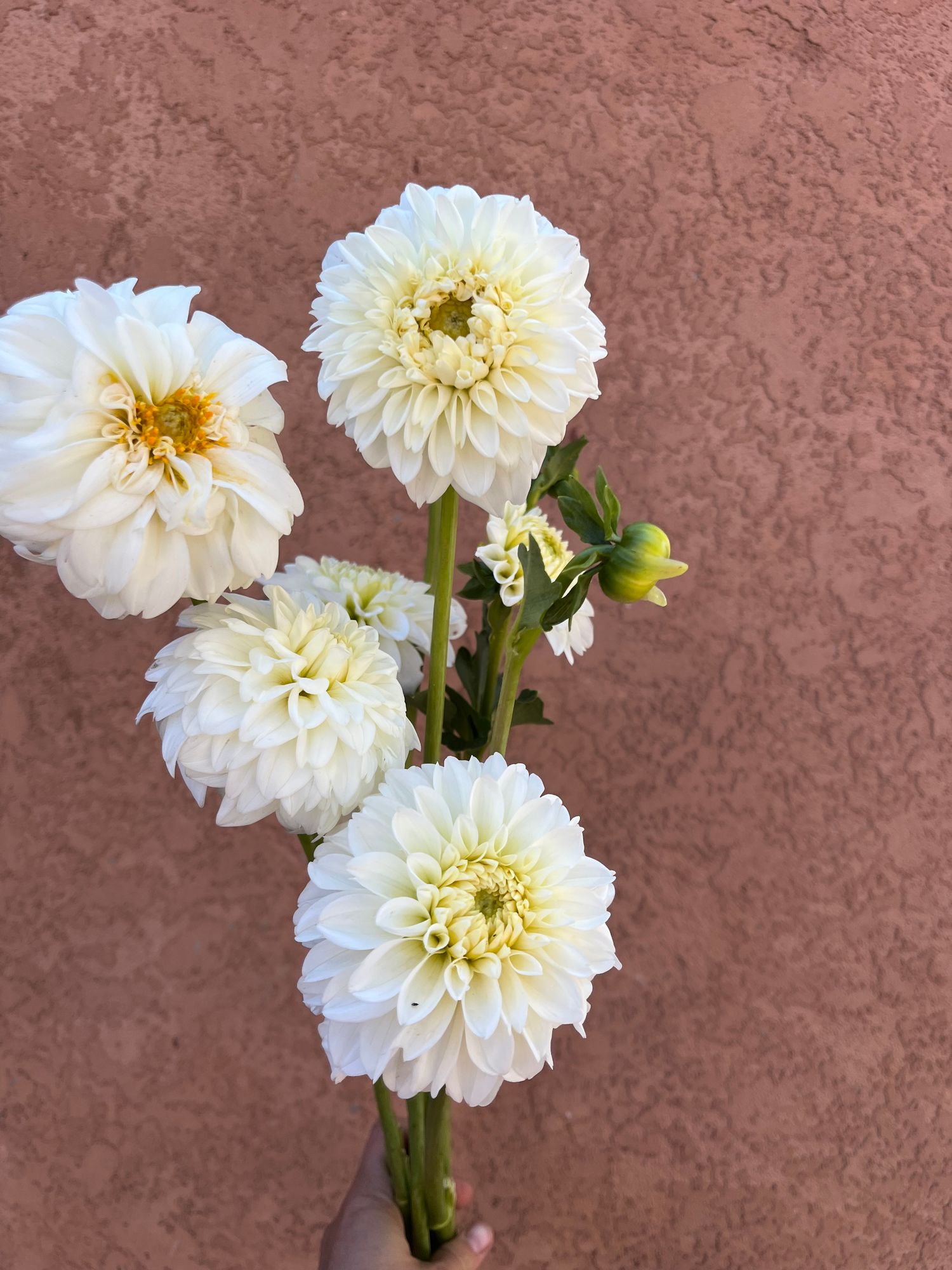 DAHLIA