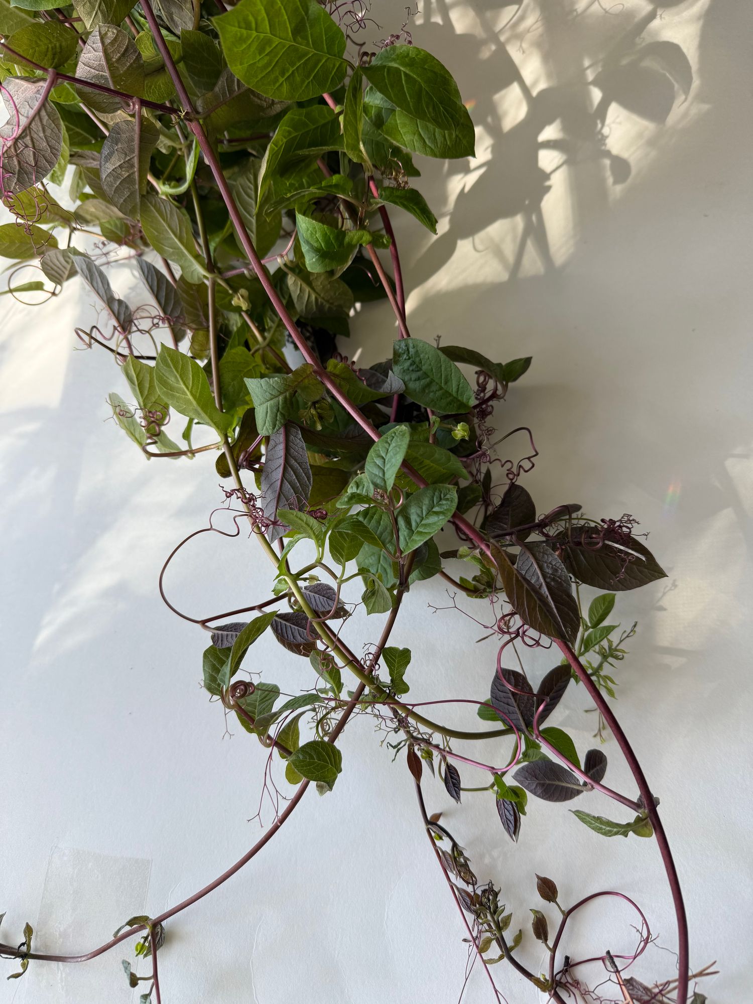 COBAEA scandens Purple