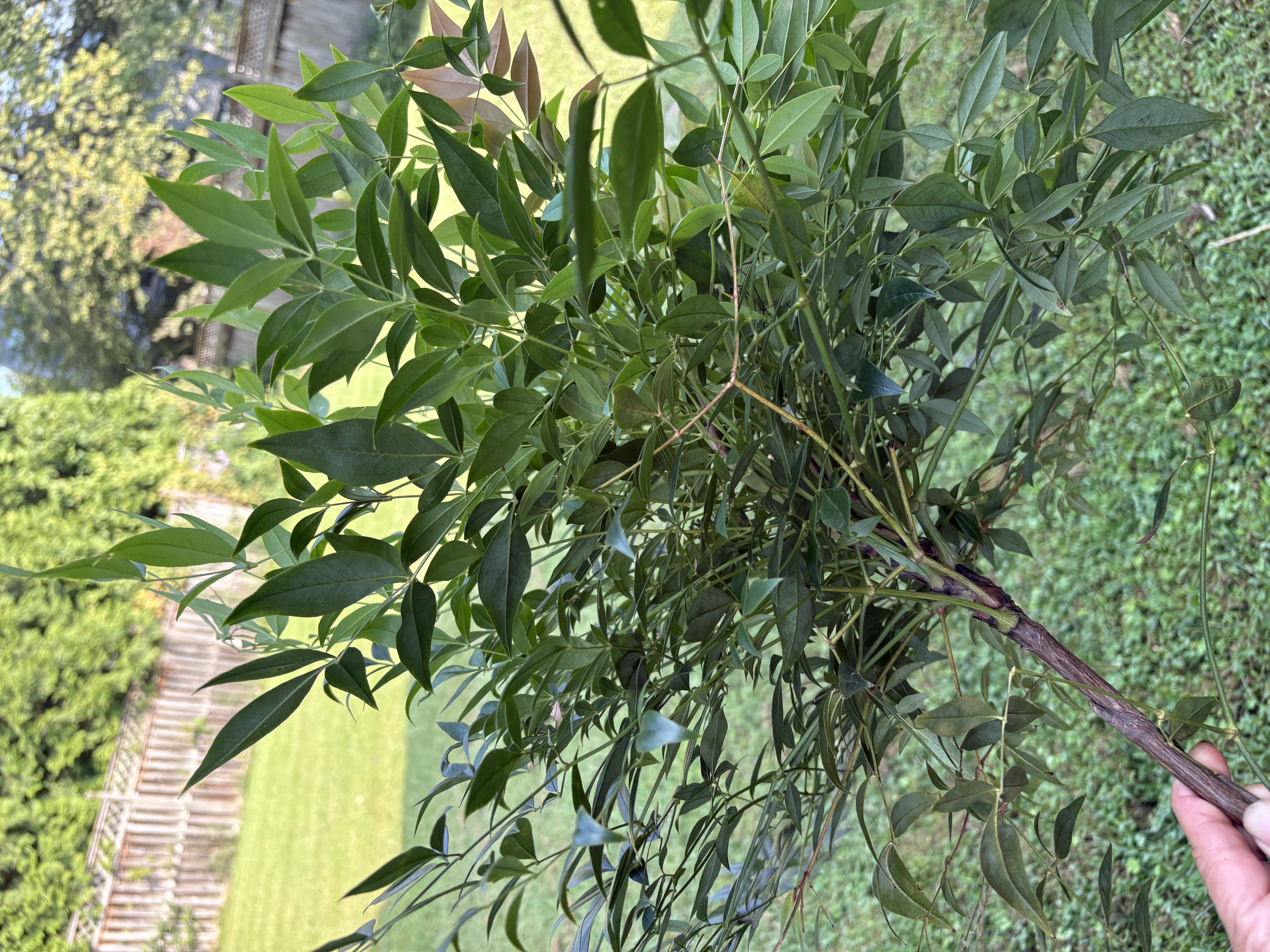 NANDINA domestica