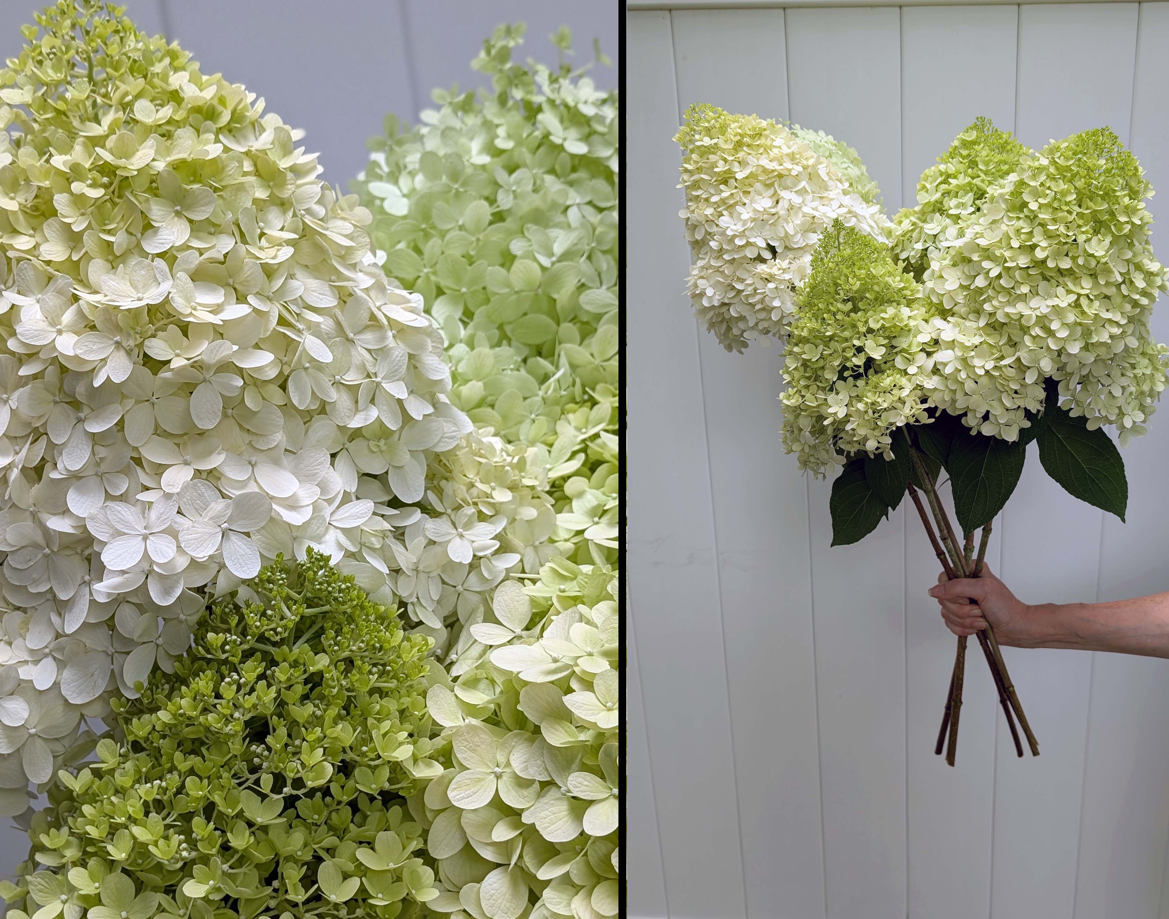 HYDRANGEA paniculata Limelight