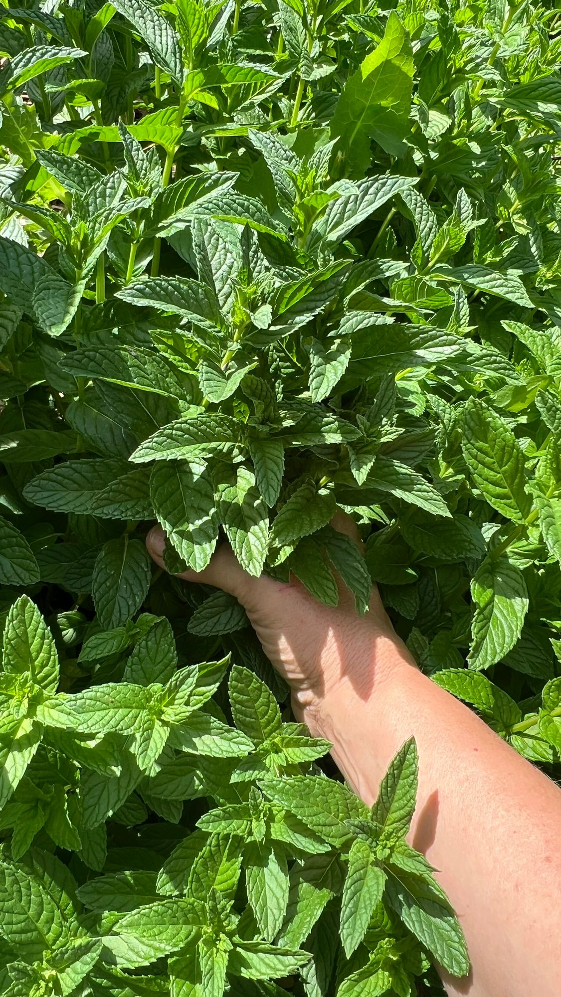 MENTHA spicata