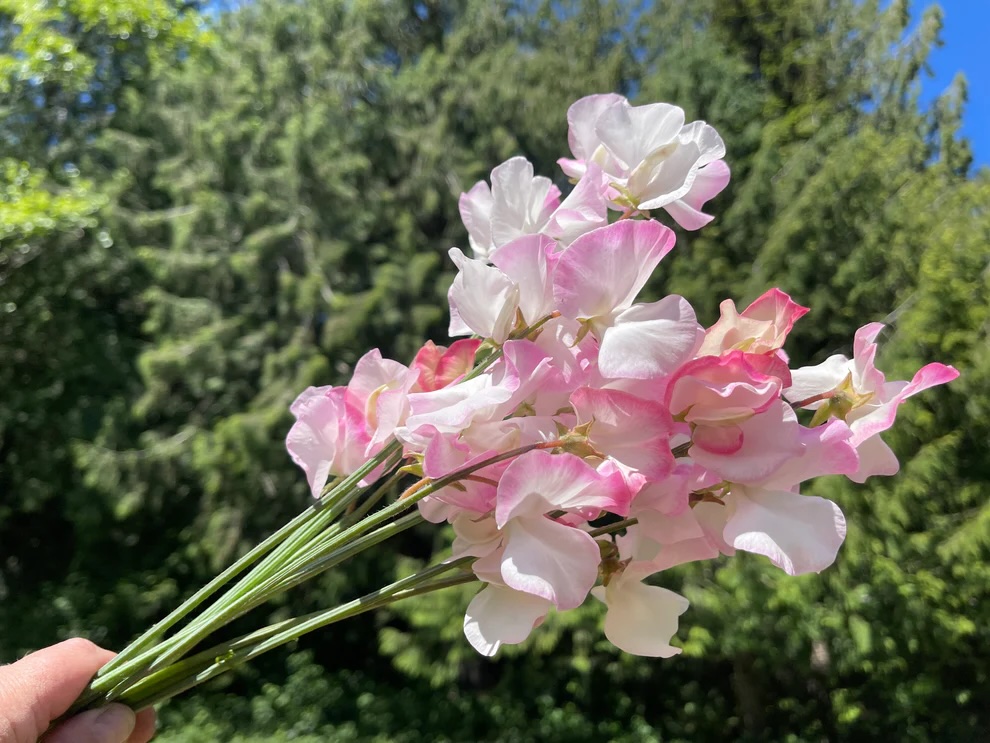 LATHYRUS odoratus Takeda Sakura