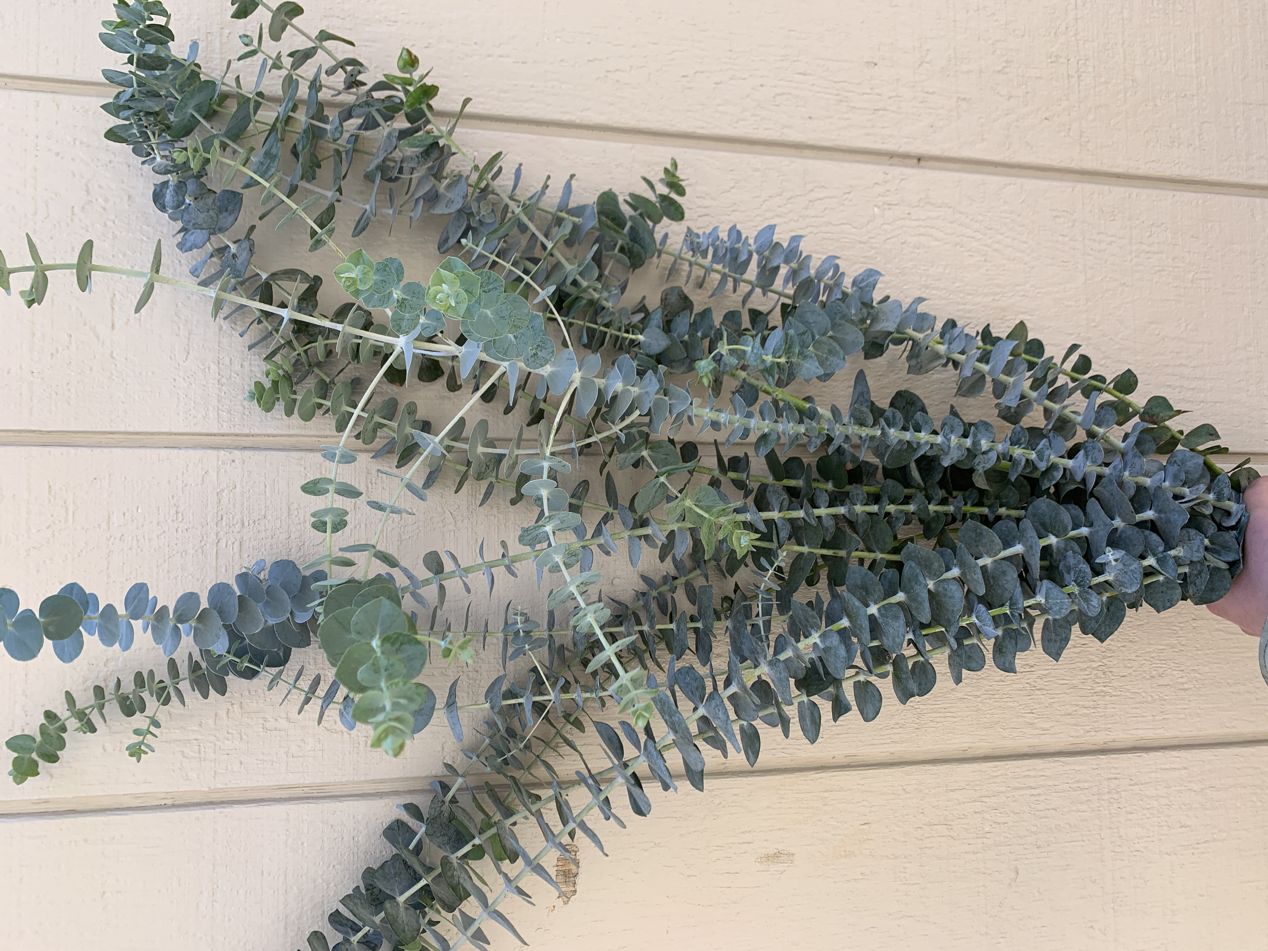 EUCALYPTUS pulverulenta Baby Dwarf Florist Blue