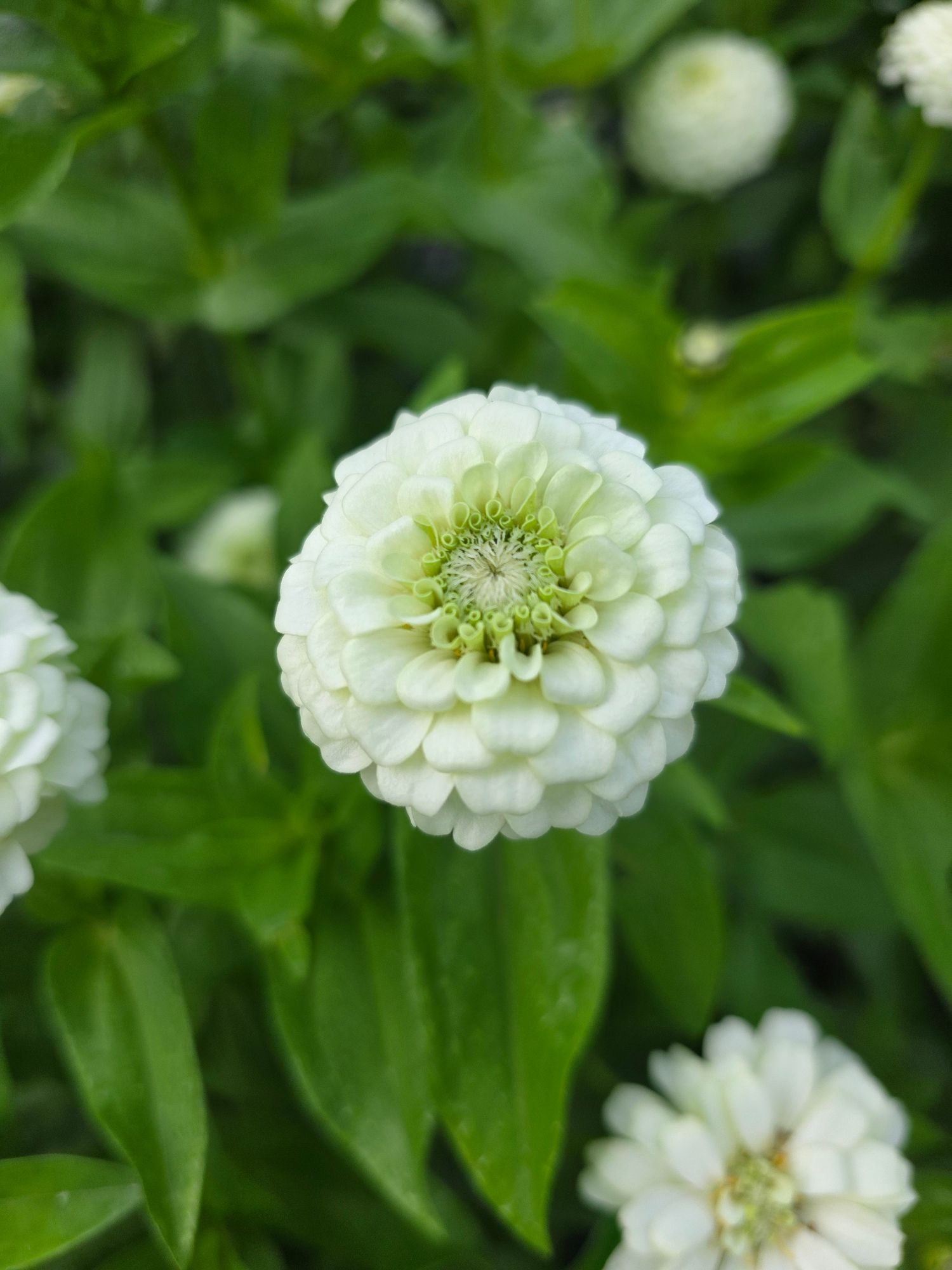 ZINNIA elegans Oklahoma White