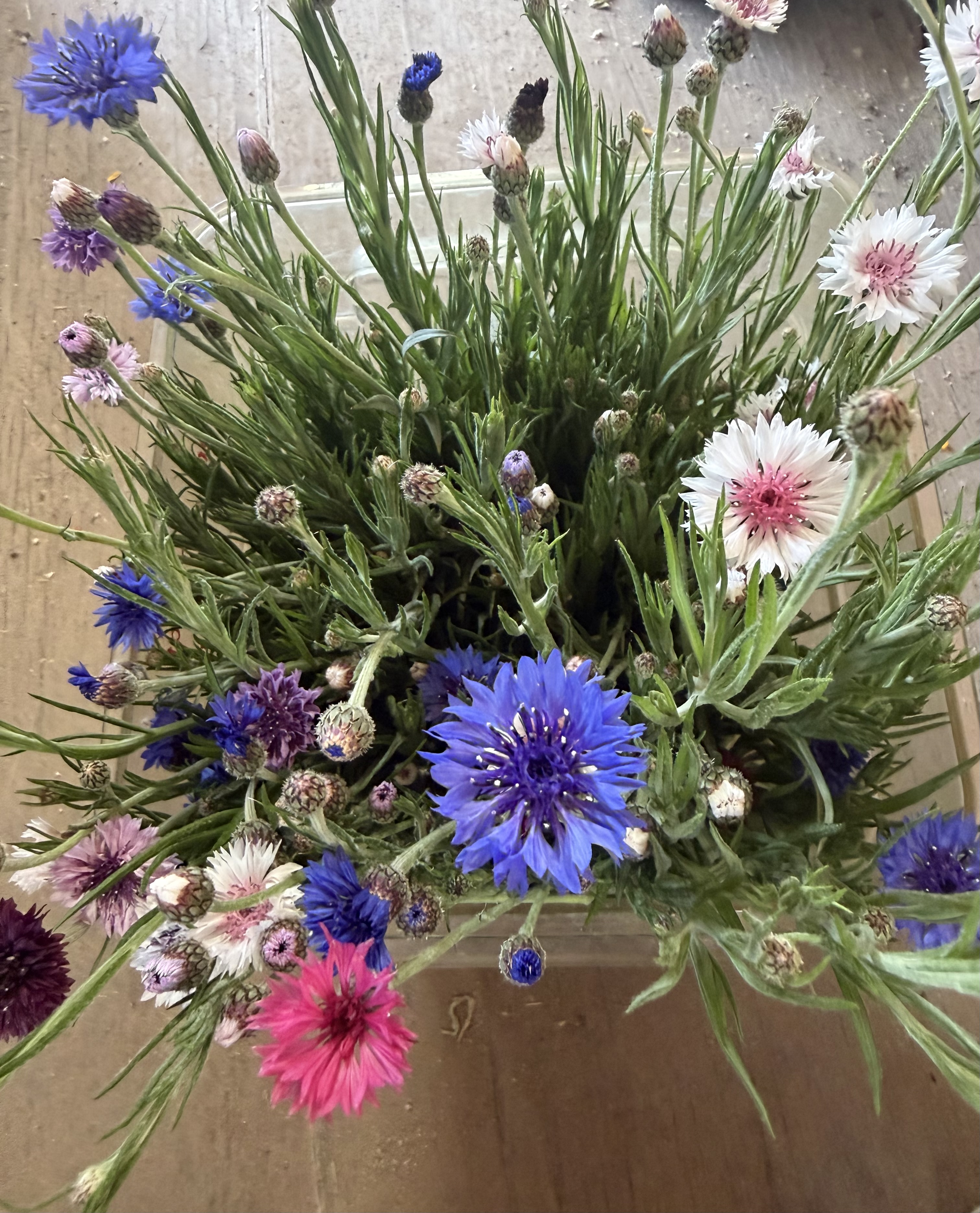 Centaurea