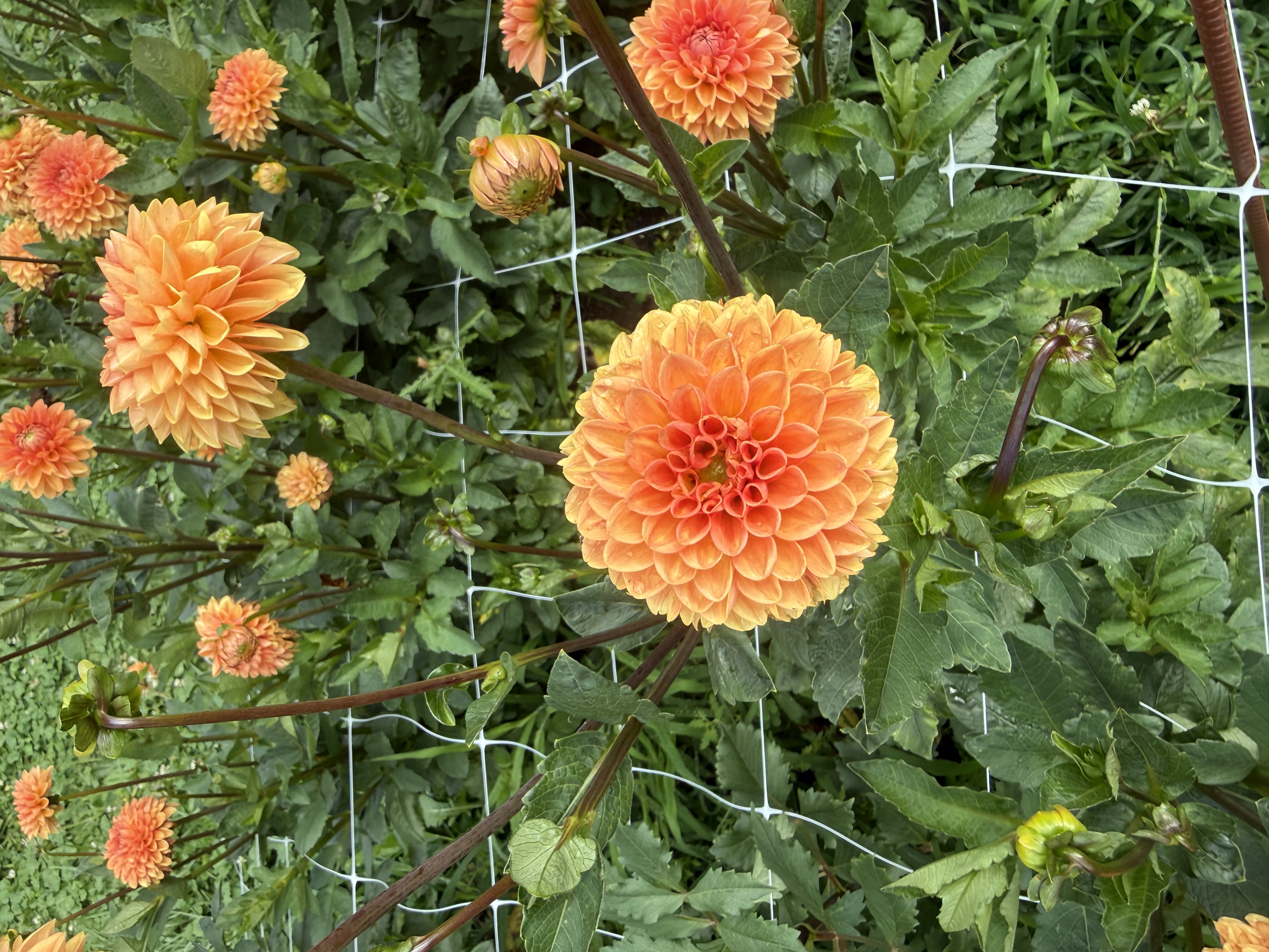 DAHLIA Sylvia