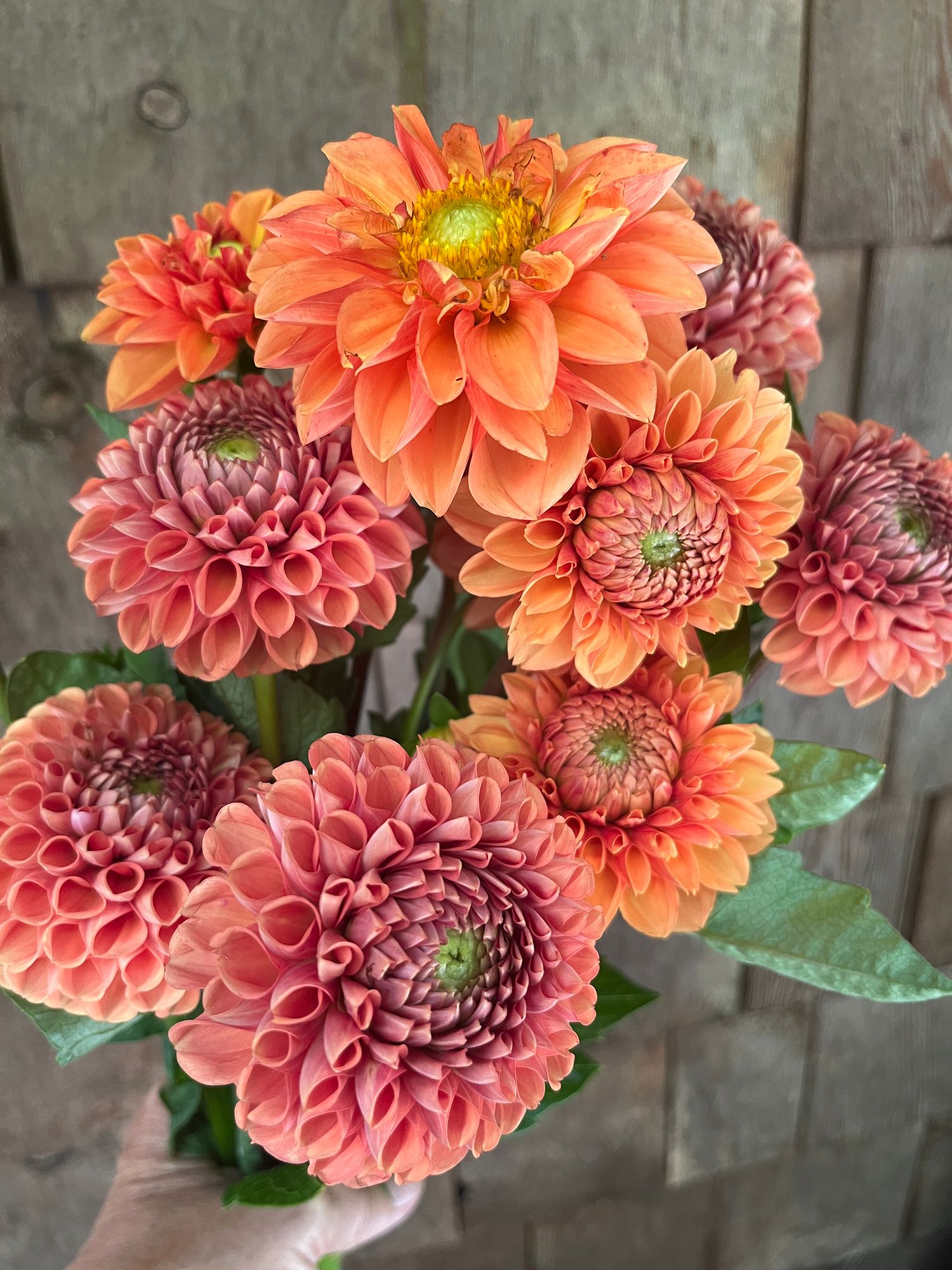 DAHLIA Ball