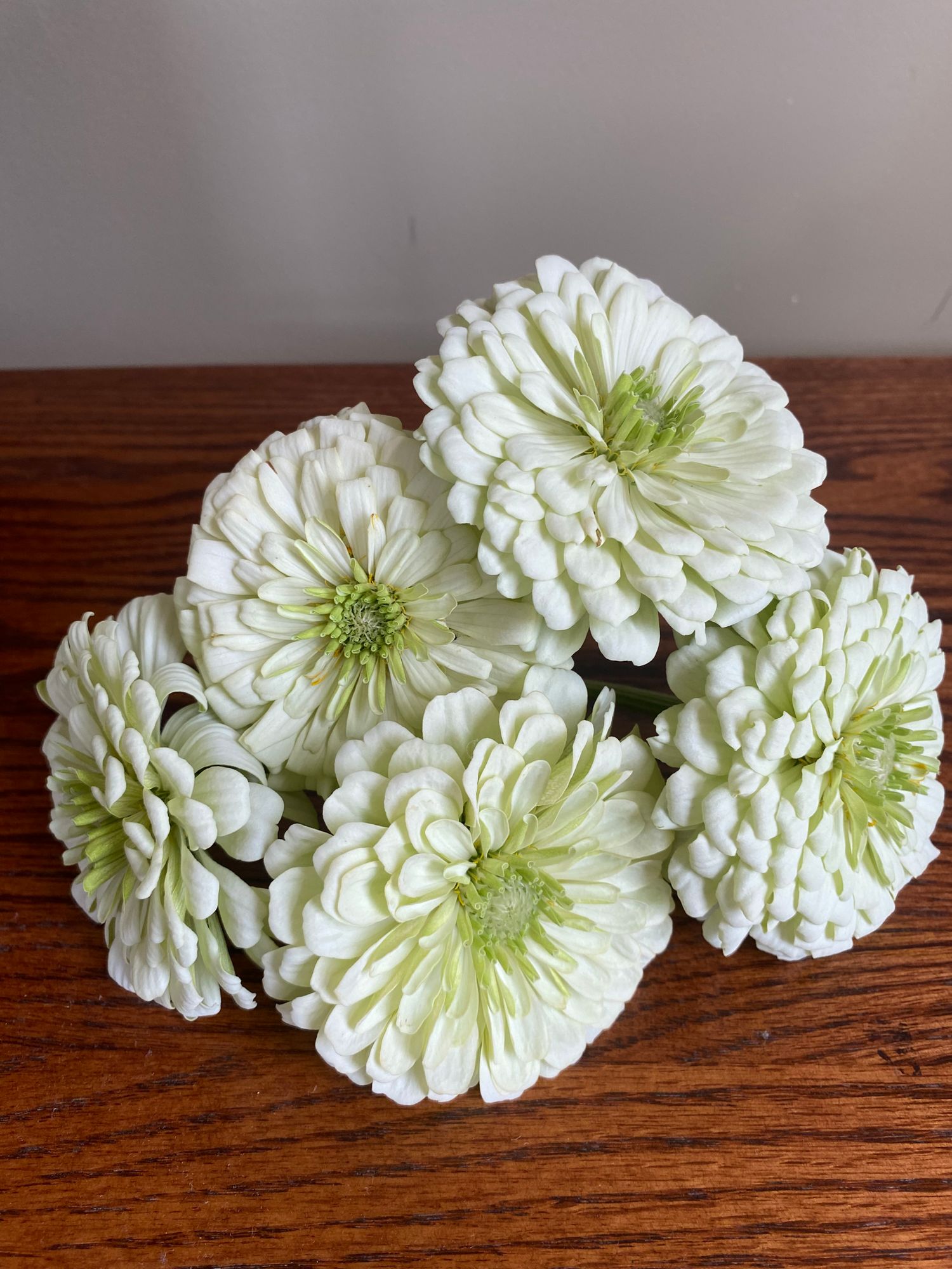 ZINNIA elegans Benarys Giant