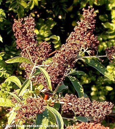 BUDDLEJA