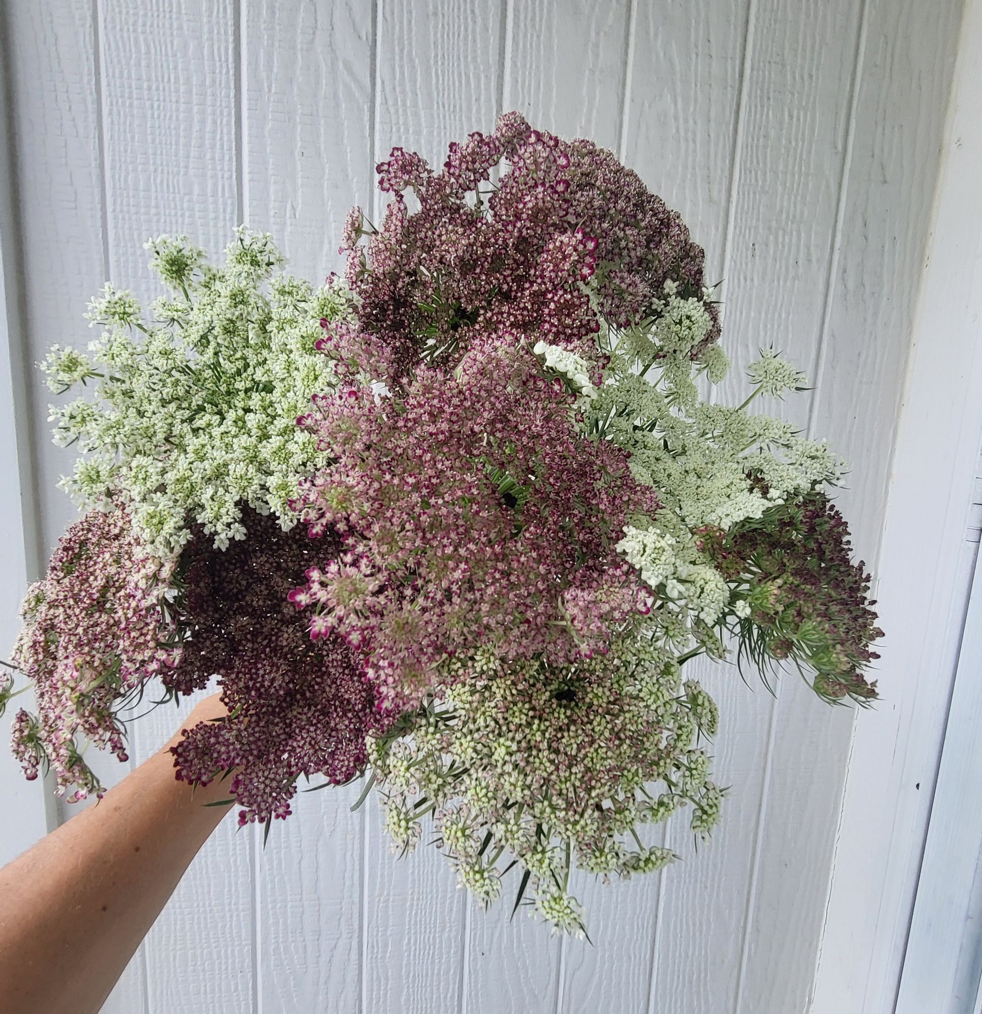 DAUCUS carota Dara
