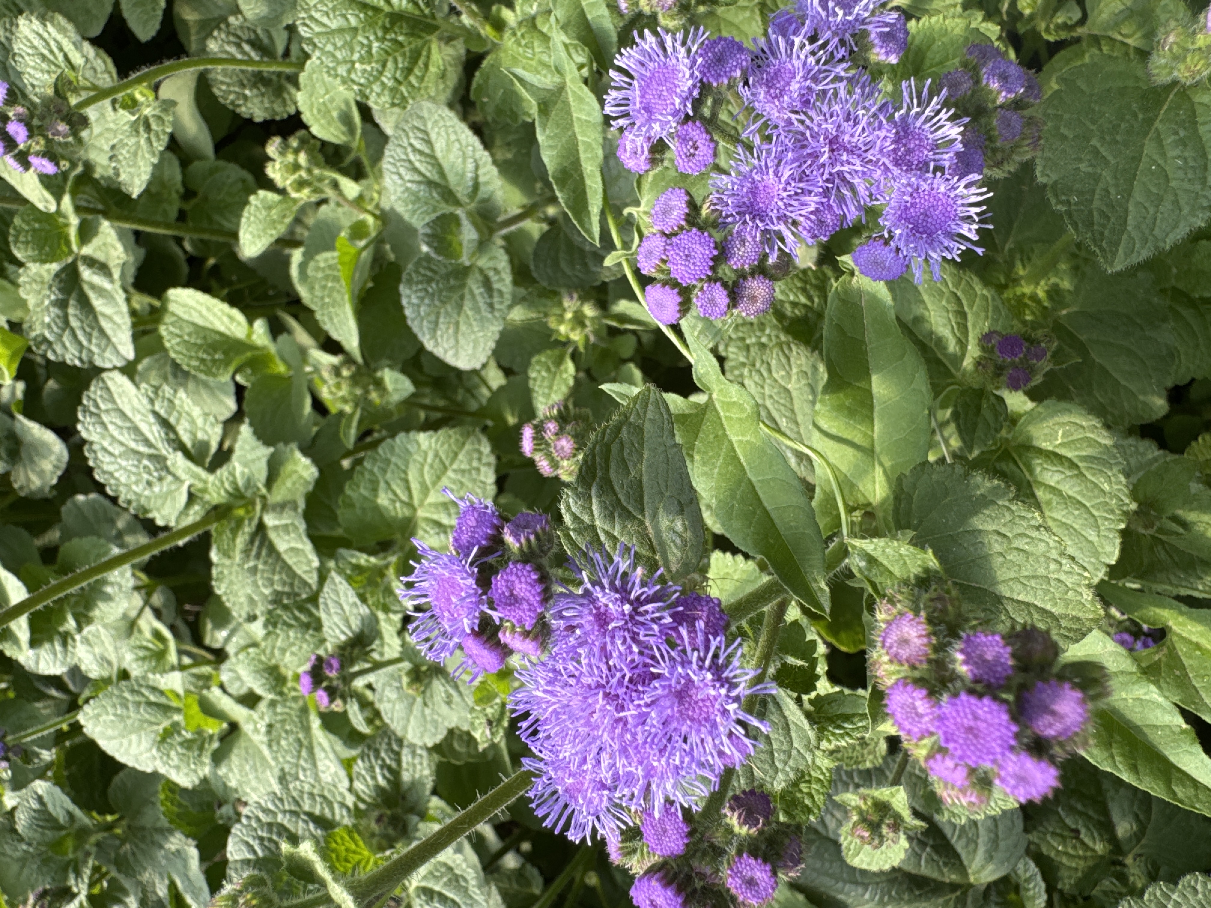 AGERATUM houstonianum Tall Blue Planet