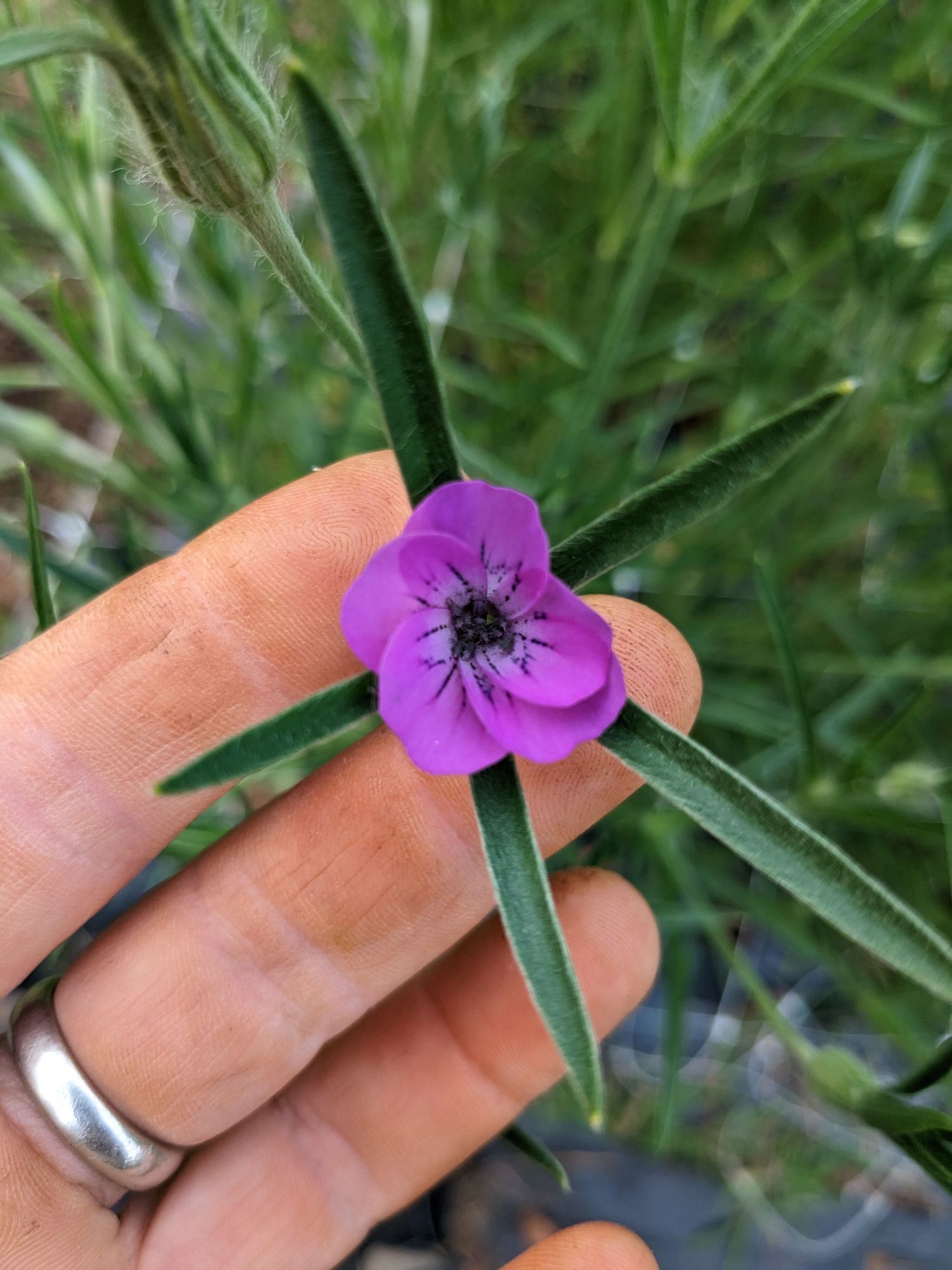 AGROSTEMMA githago