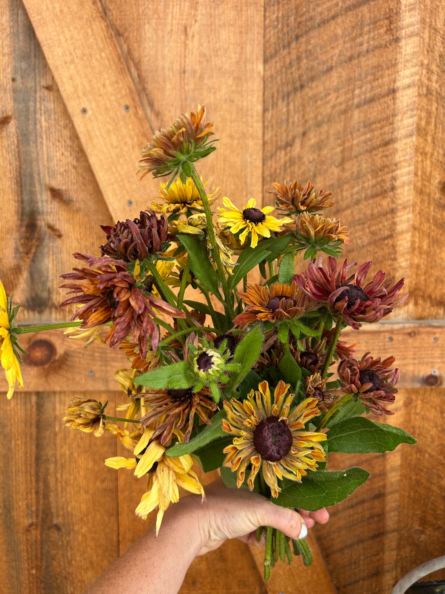 RUDBECKIA hirta Sahara