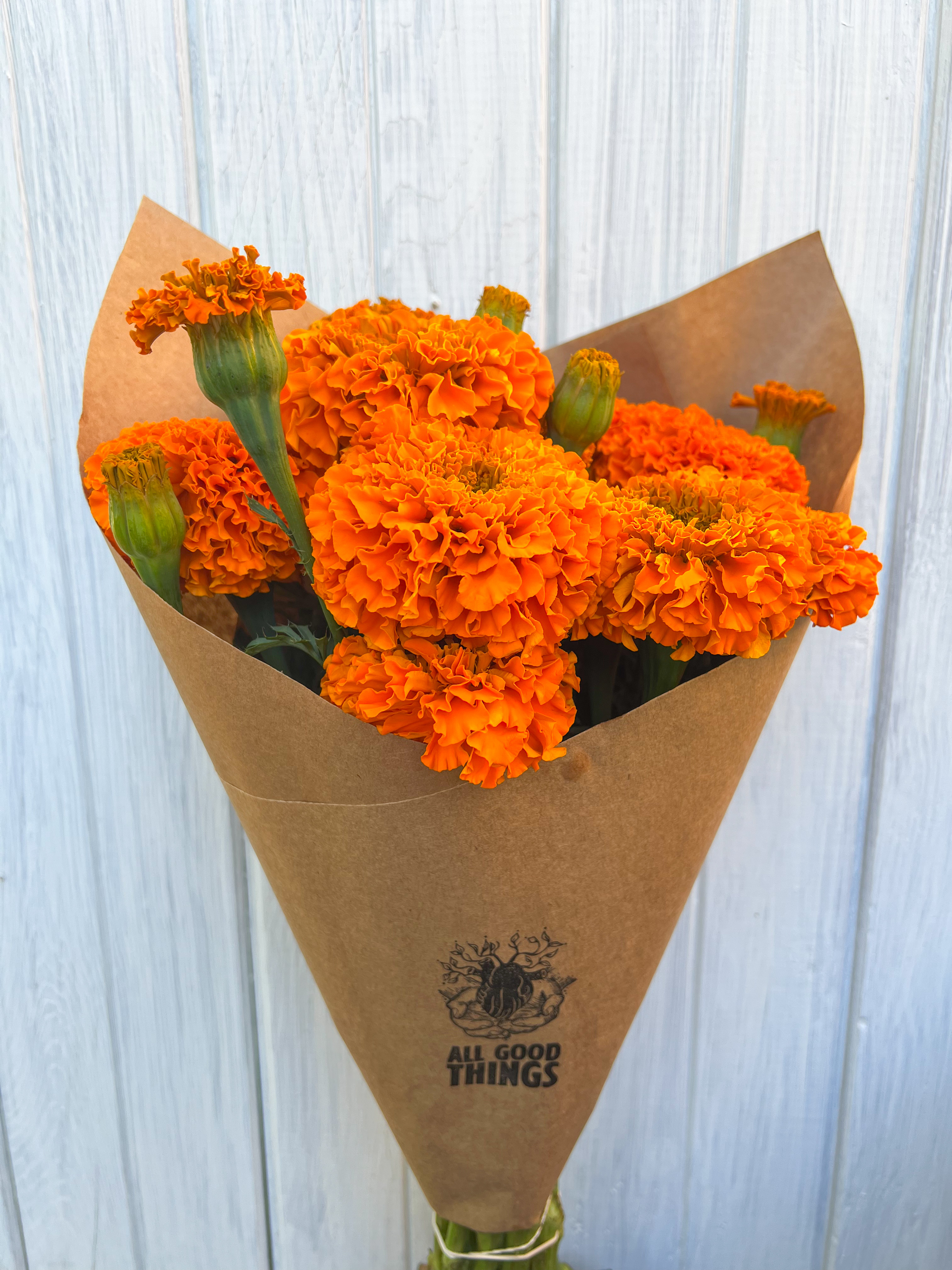 TAGETES erecta Giant Orange