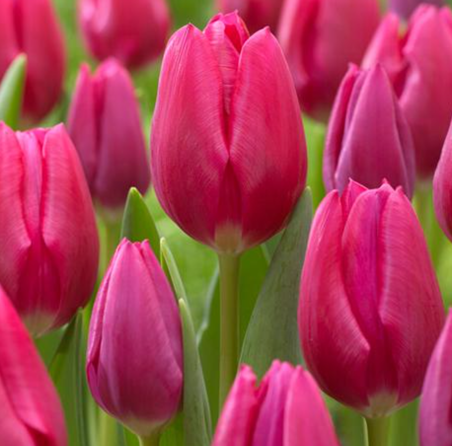 TULIPA Pink Ardour