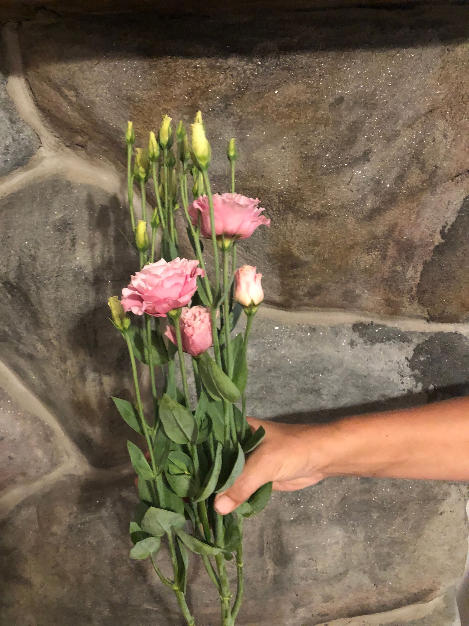 EUSTOMA grandiflorum