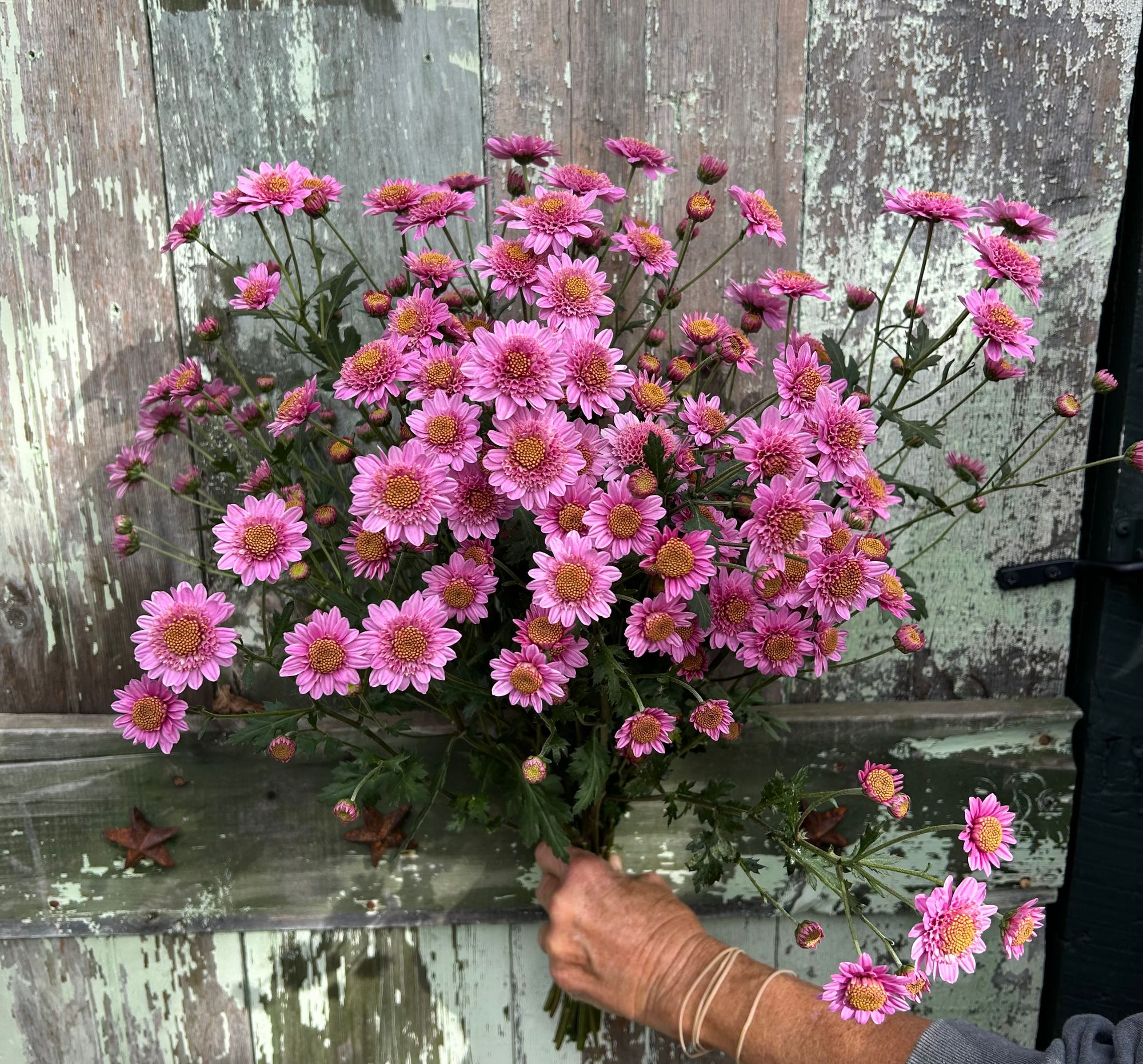 CHRYSANTHEMUM x Pink Fleece