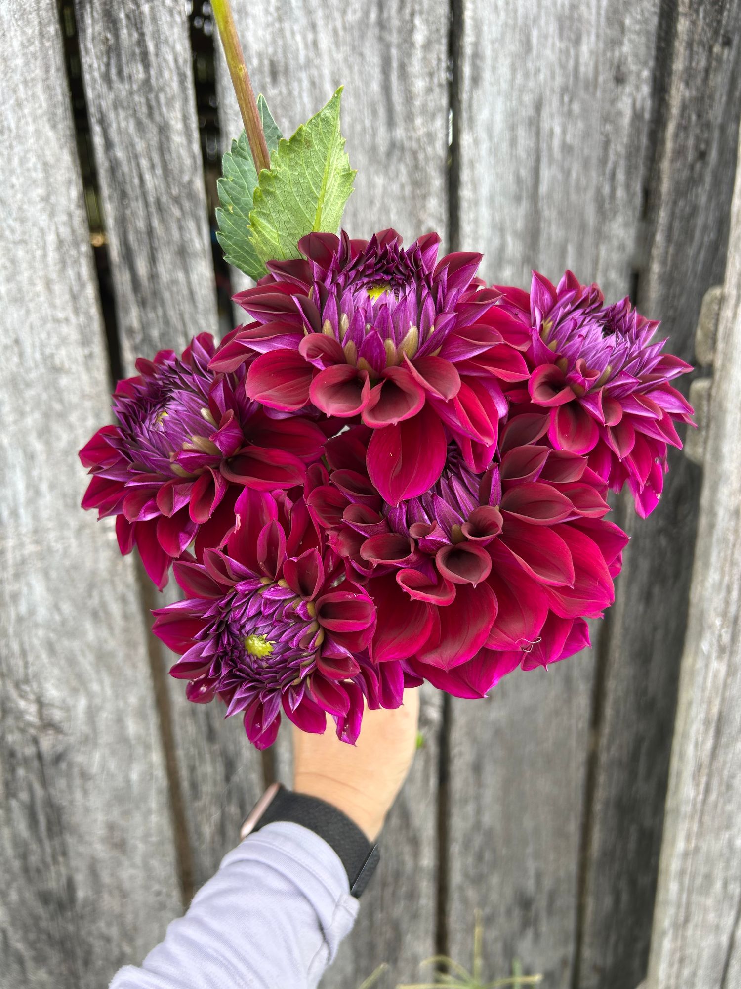 DAHLIA Diva