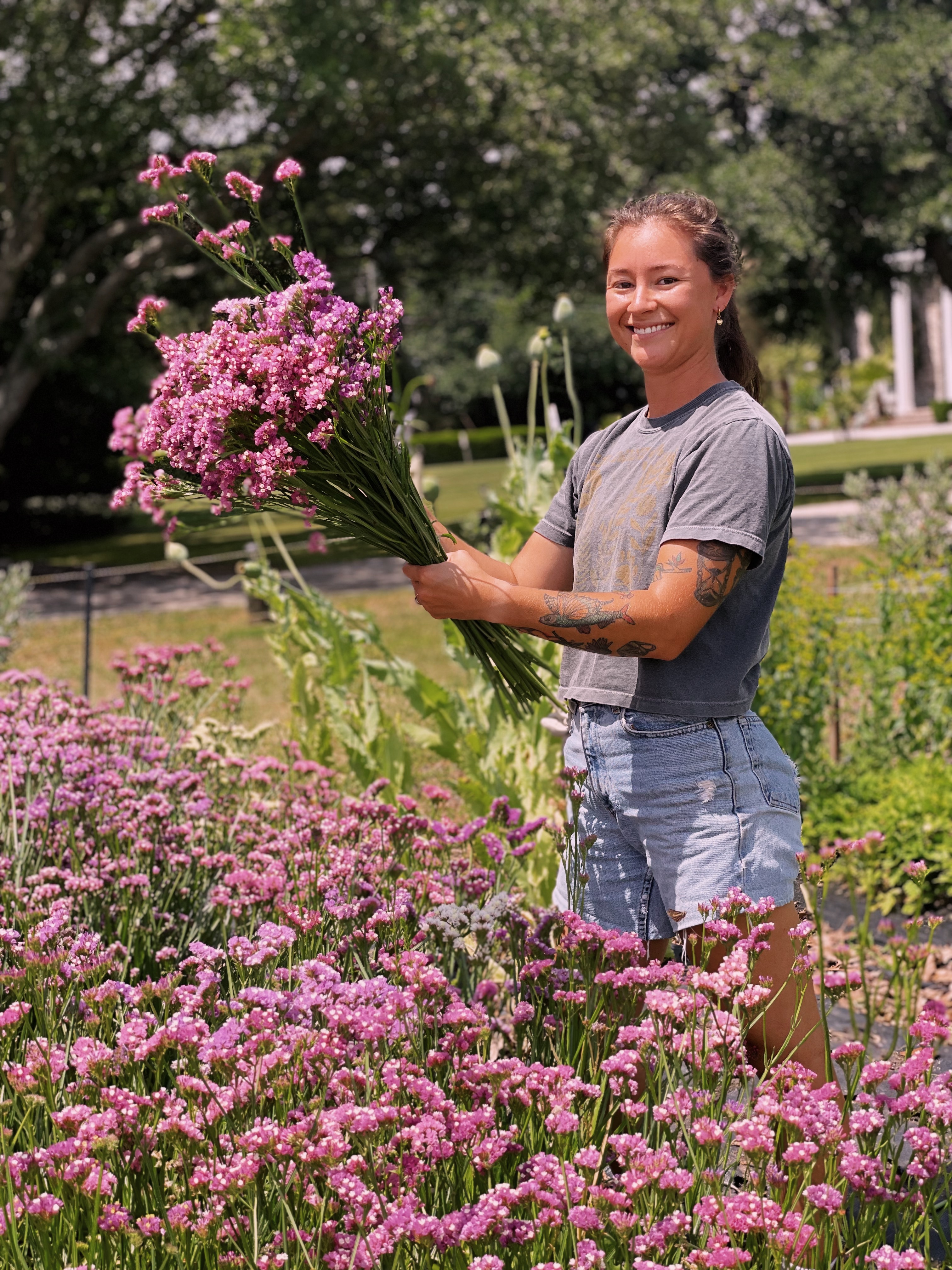 LIMONIUM sinuatum Seeker