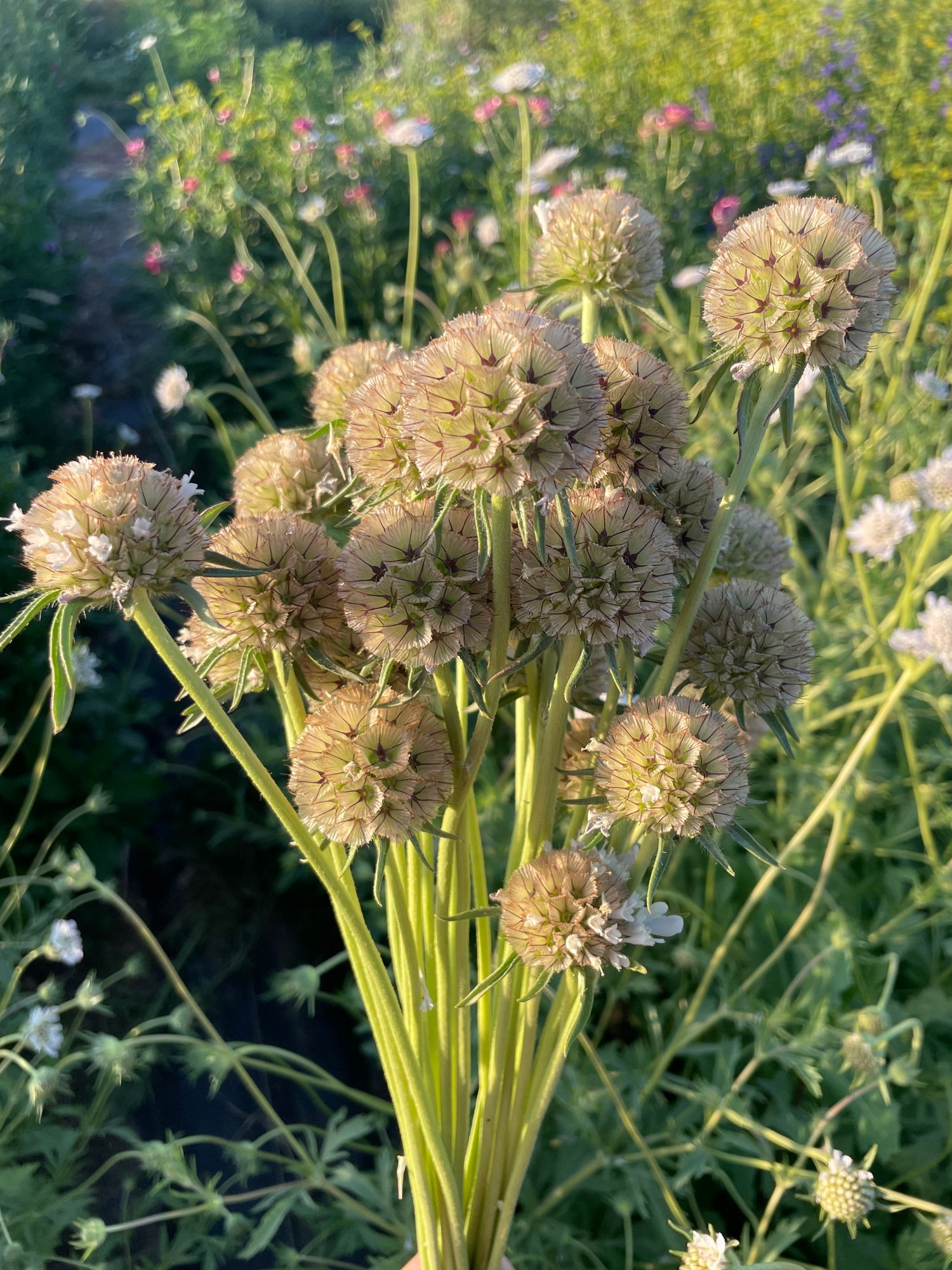 SCABIOSA stellata