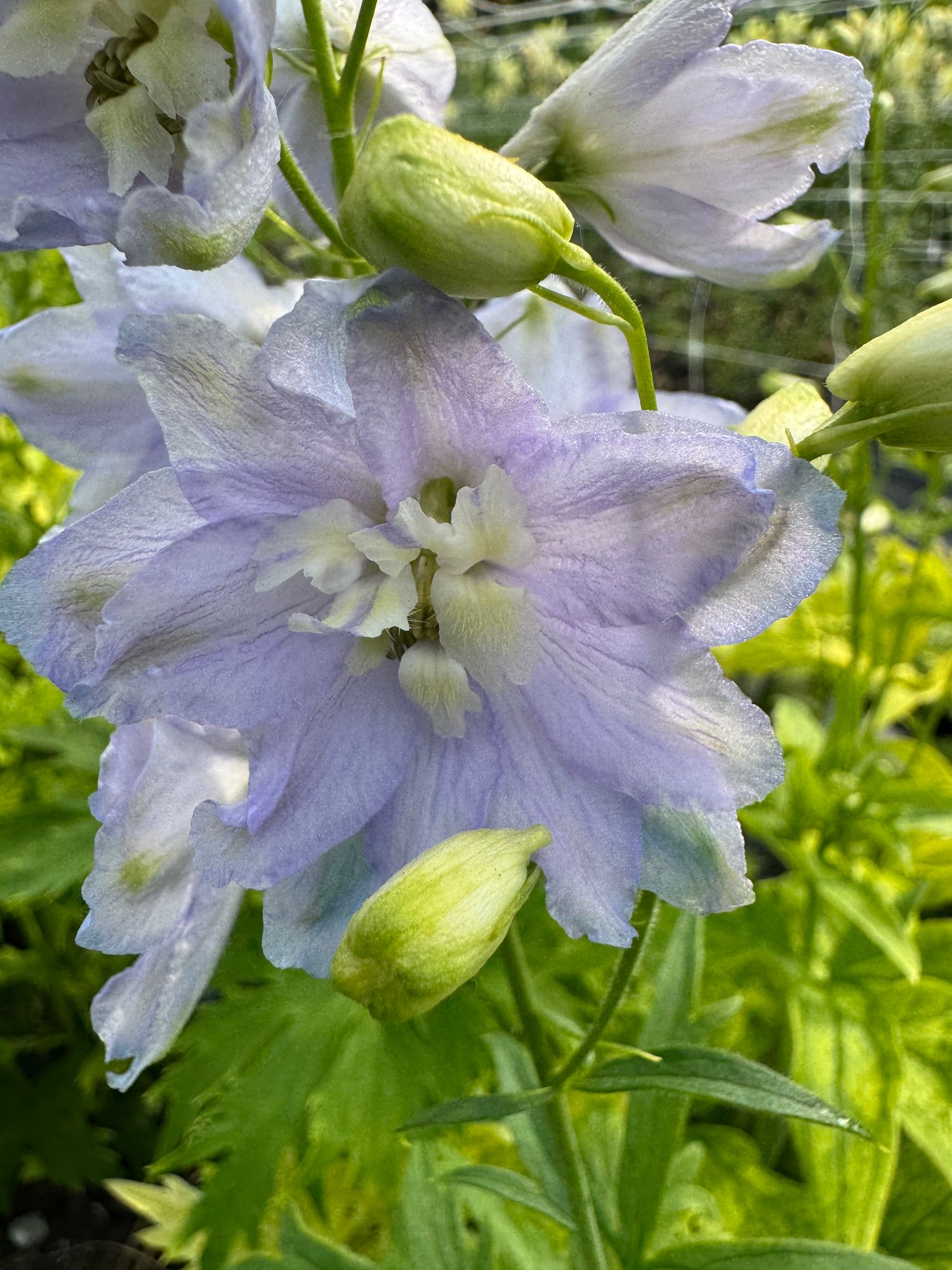 DELPHINIUM elatum Guardian