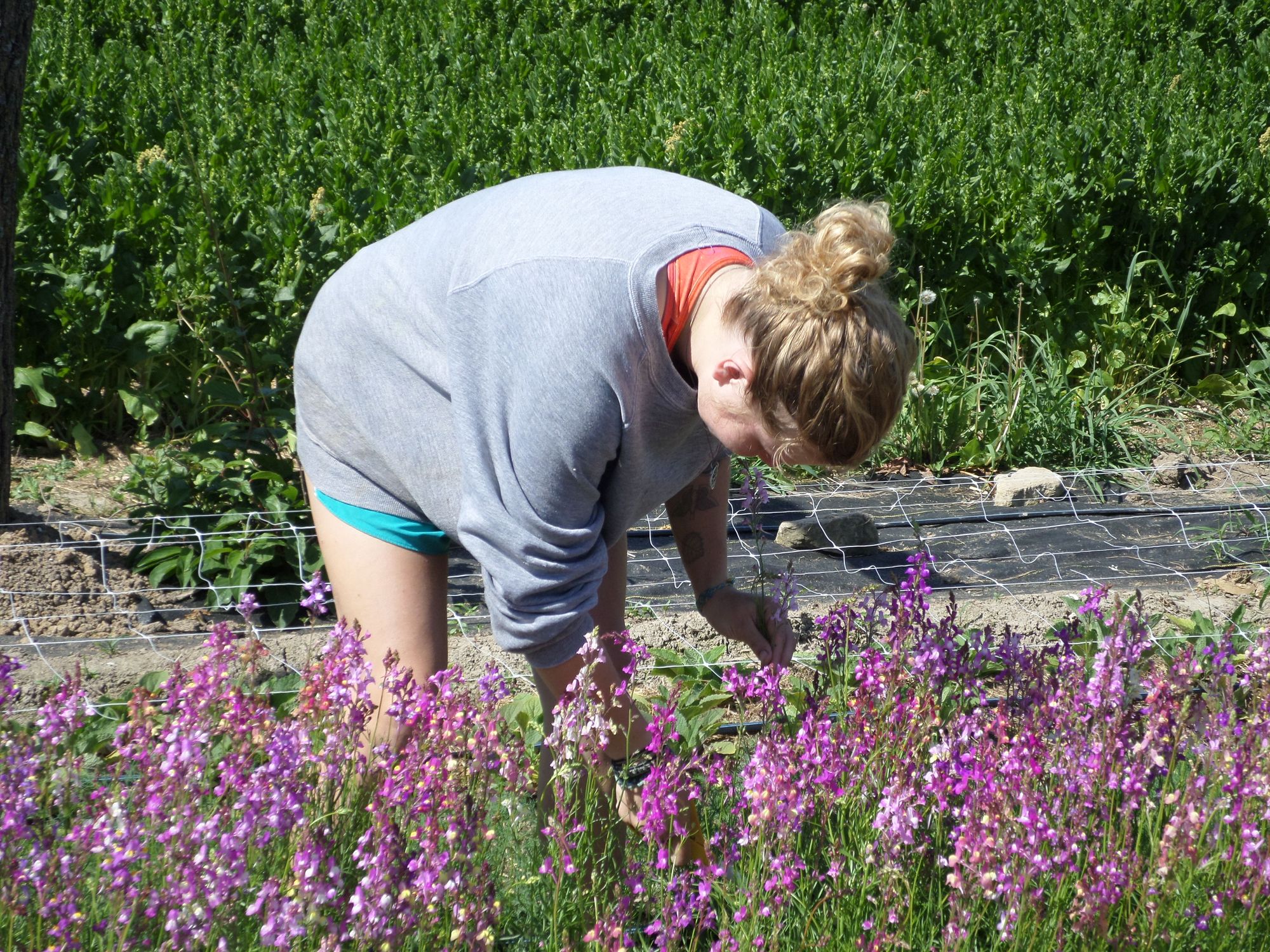 LINARIA maroccana Licilia Azure
