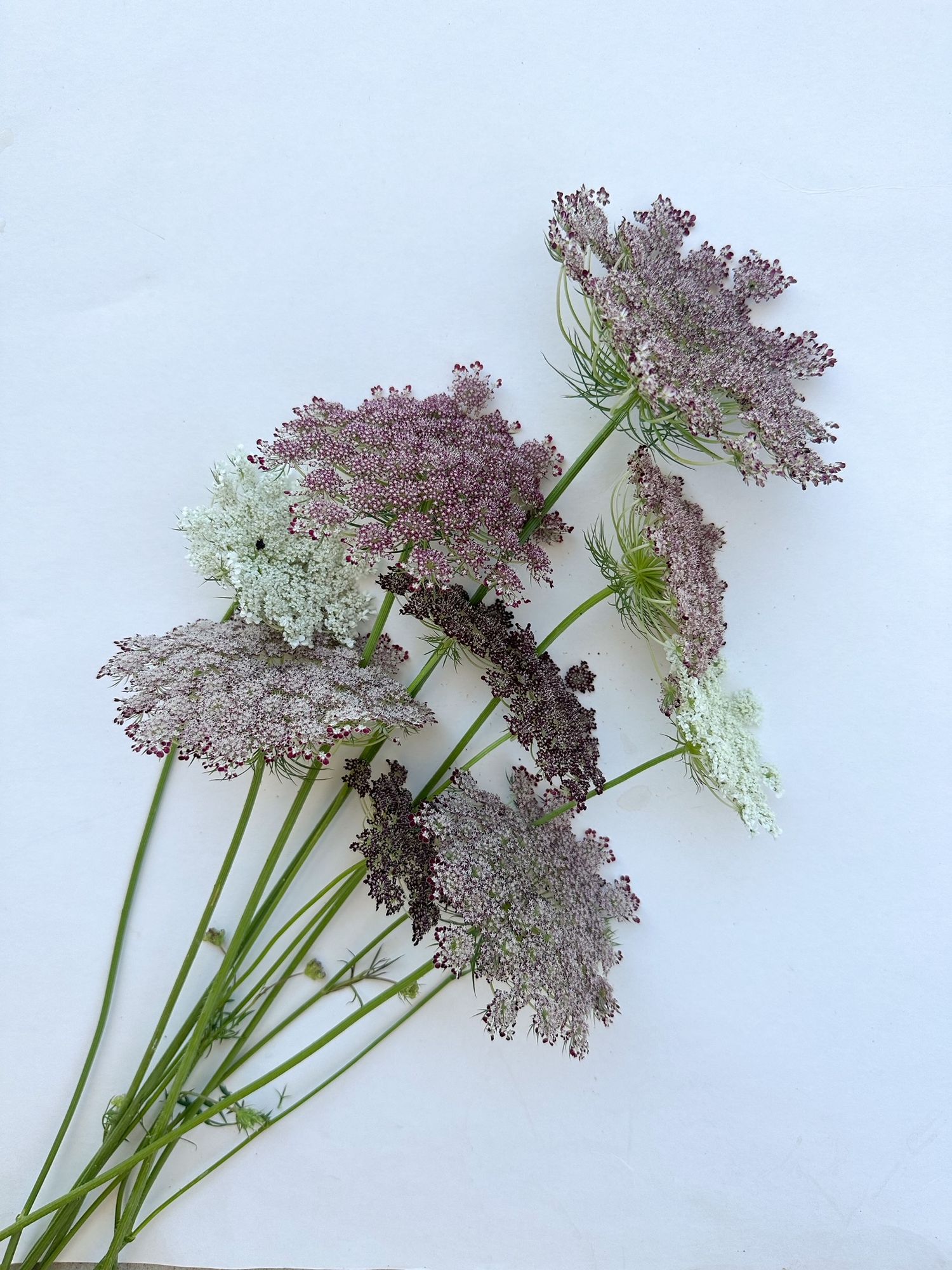 DAUCUS carota Dara