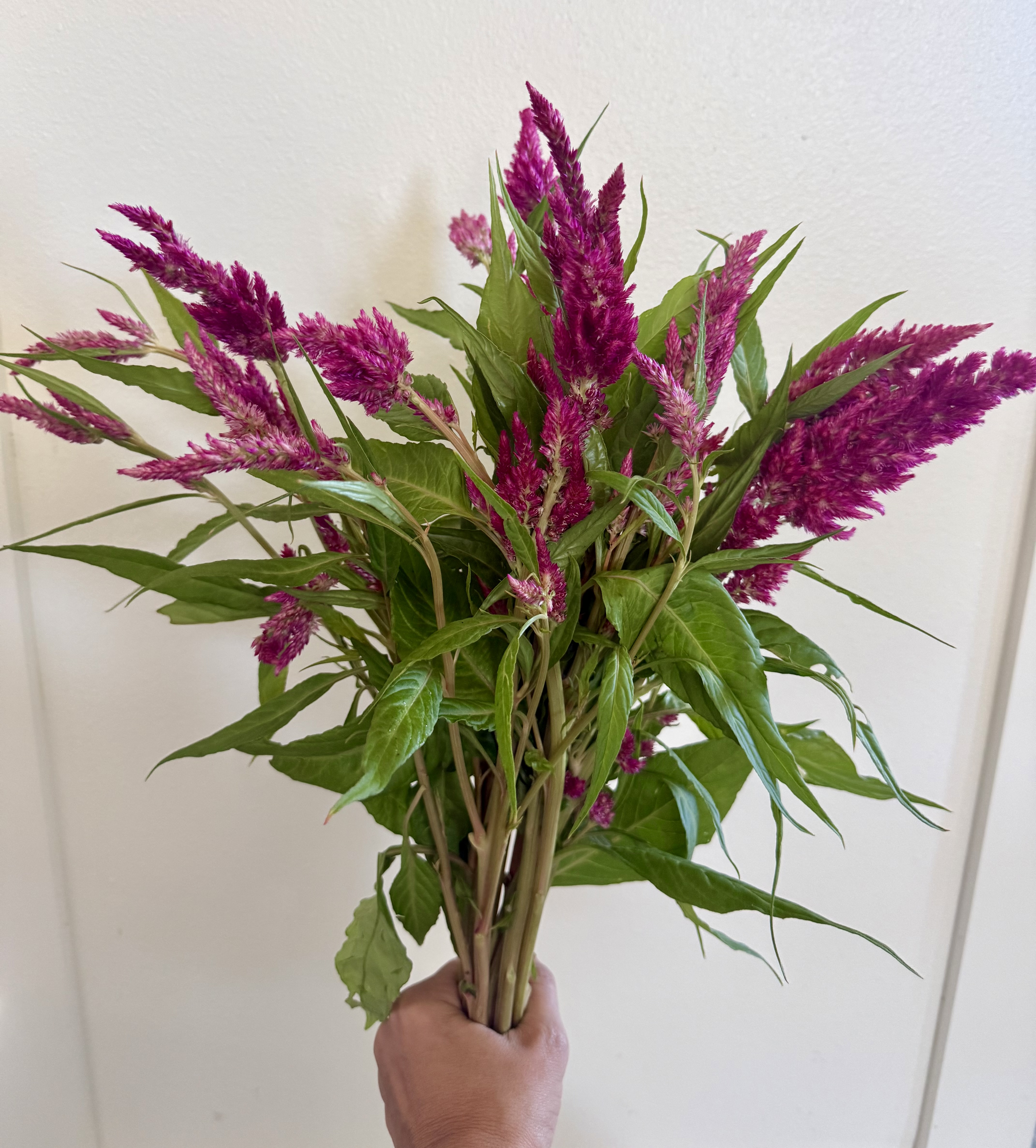 CELOSIA argentea var. plumosa Sunday Cherry