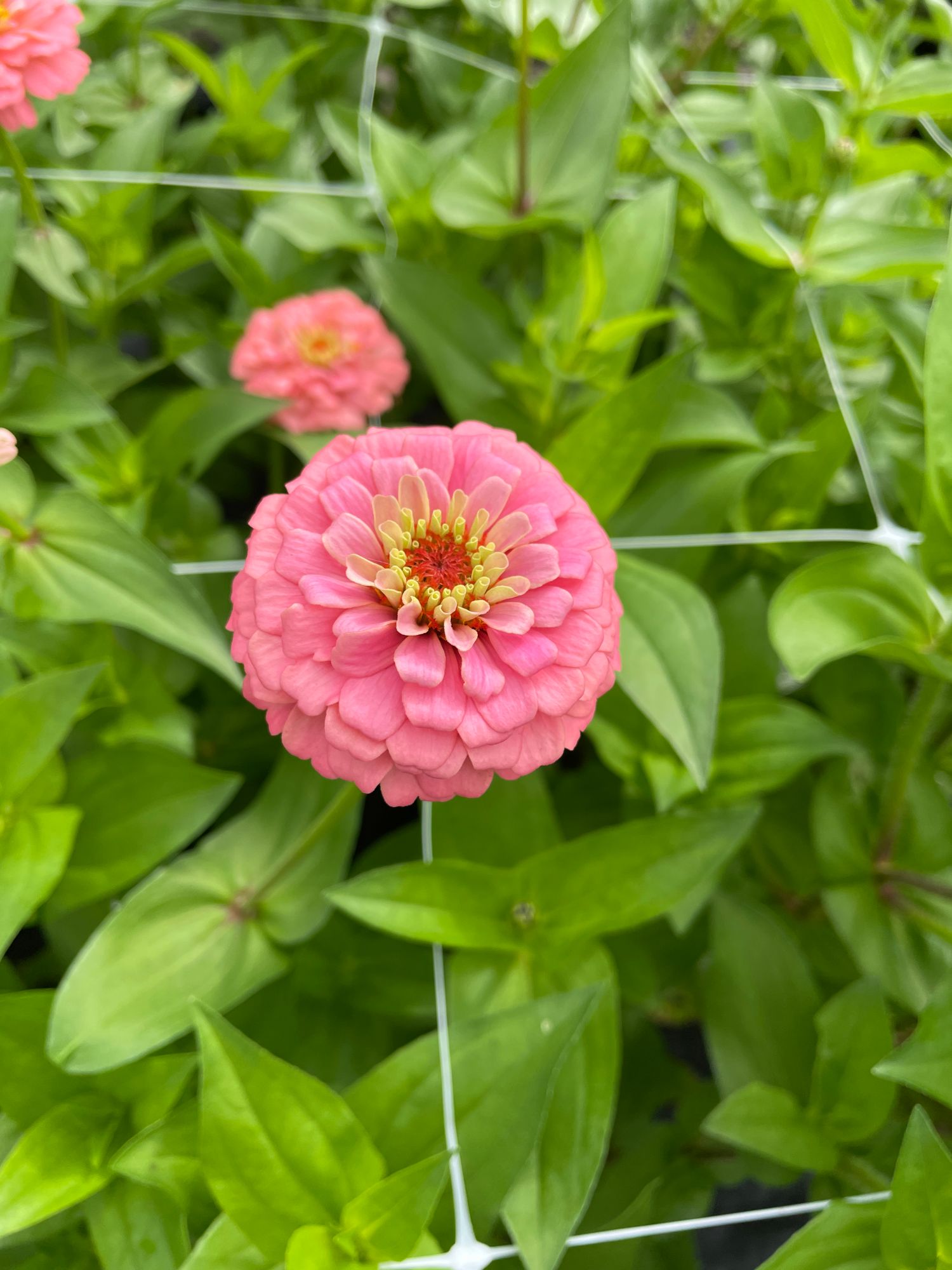 ZINNIA elegans Oklahoma Series
