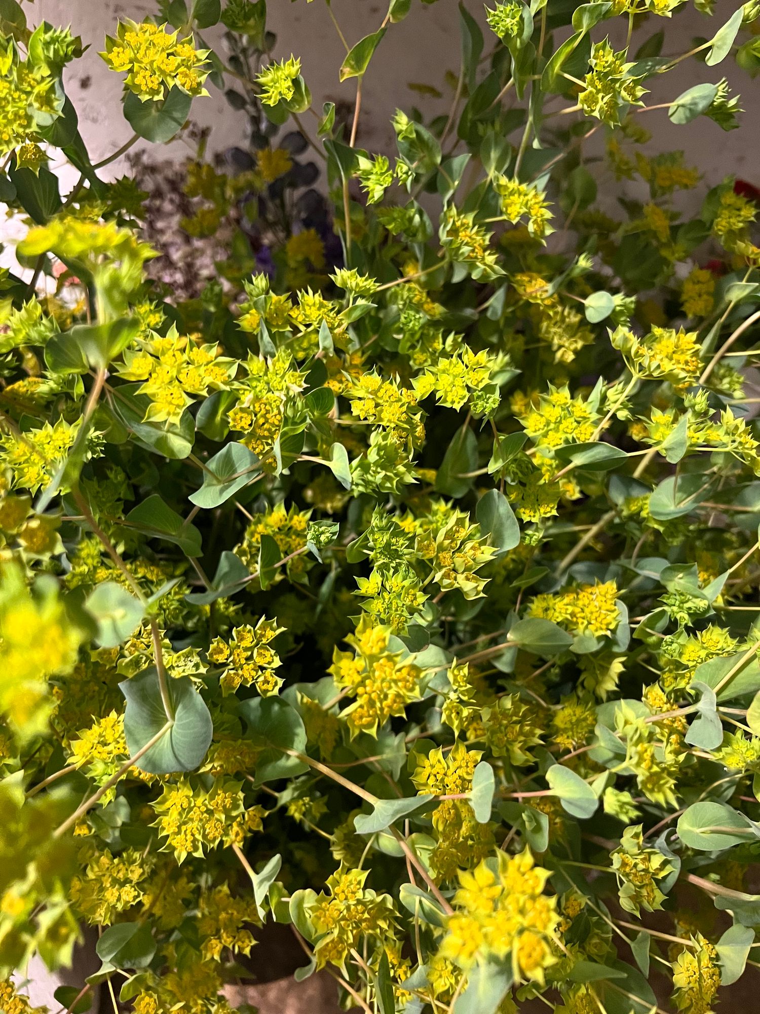 BUPLEURUM griffithii Green Gold