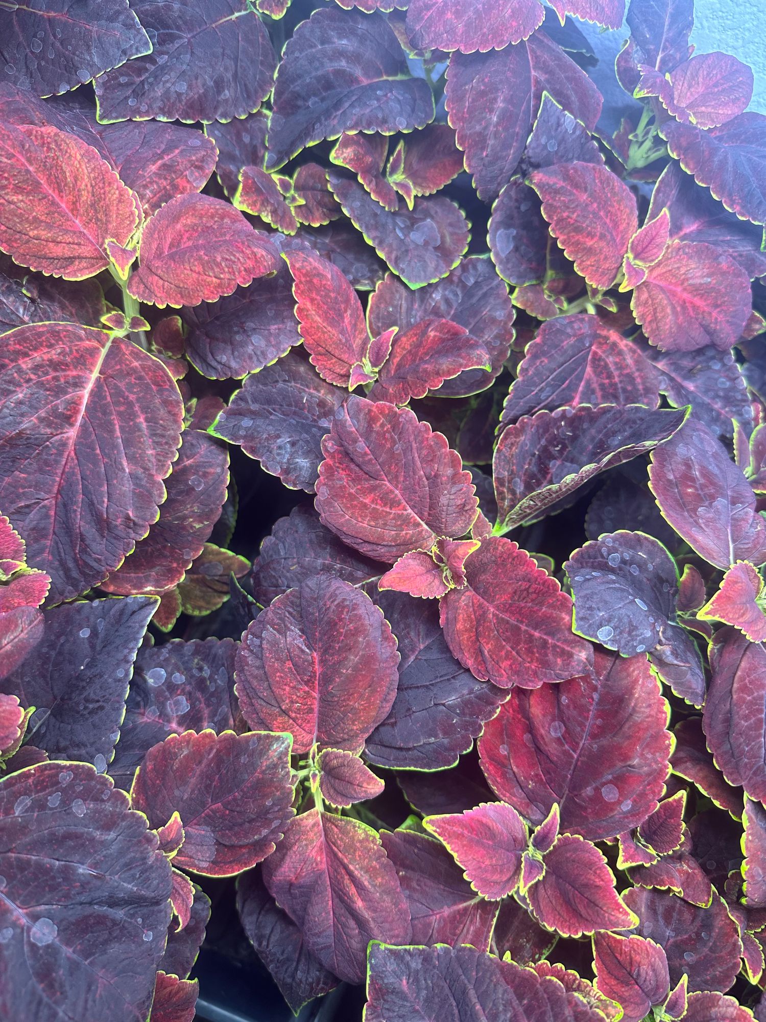 Coleus ‘Dipt in Wine’