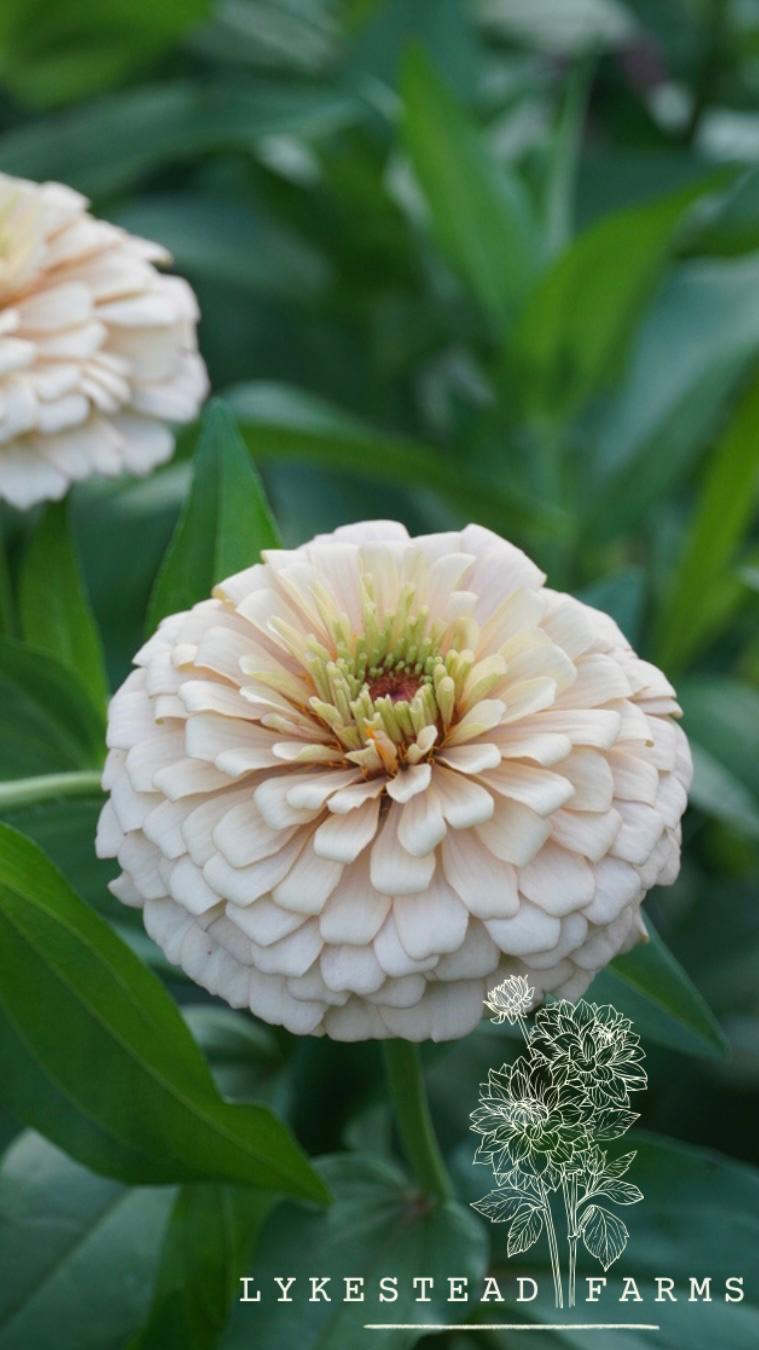 ZINNIA elegans Linen
