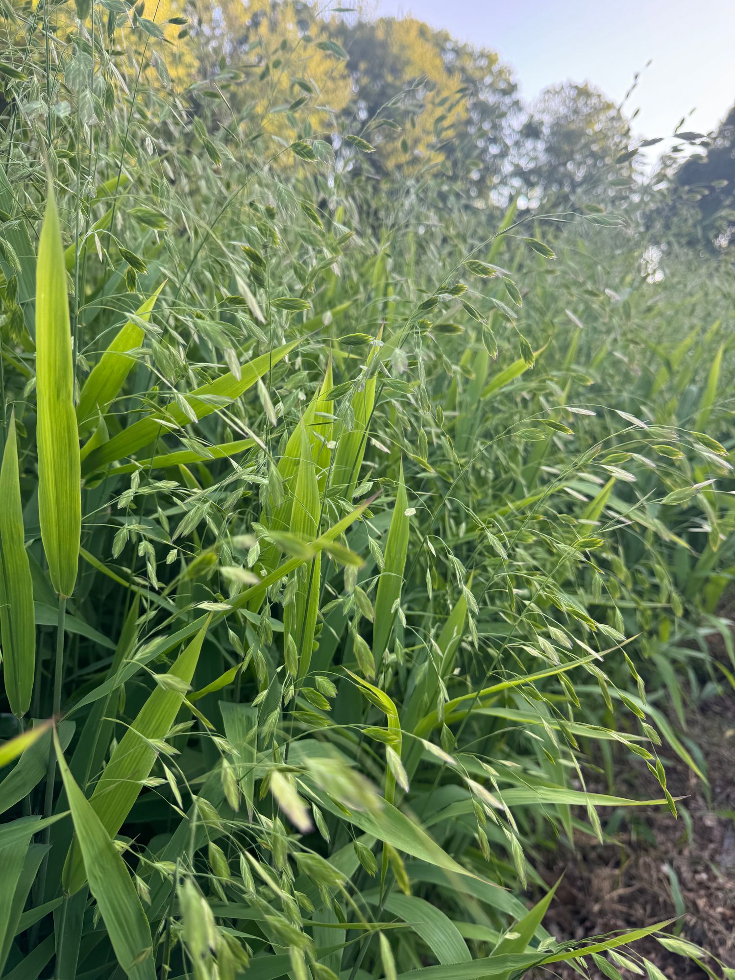 CHASMANTHIUM latifolium