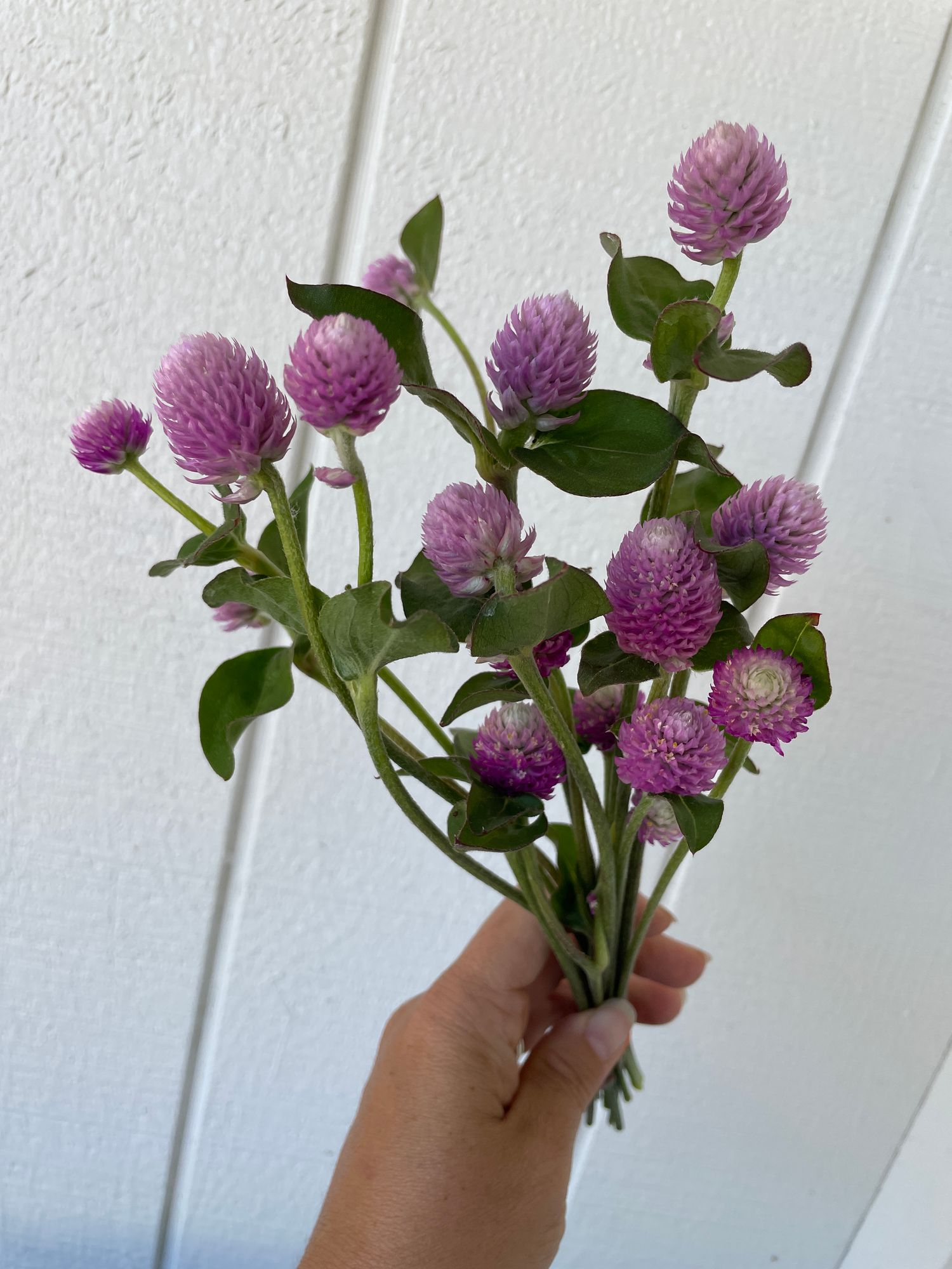 GOMPHRENA globosa Bicolor