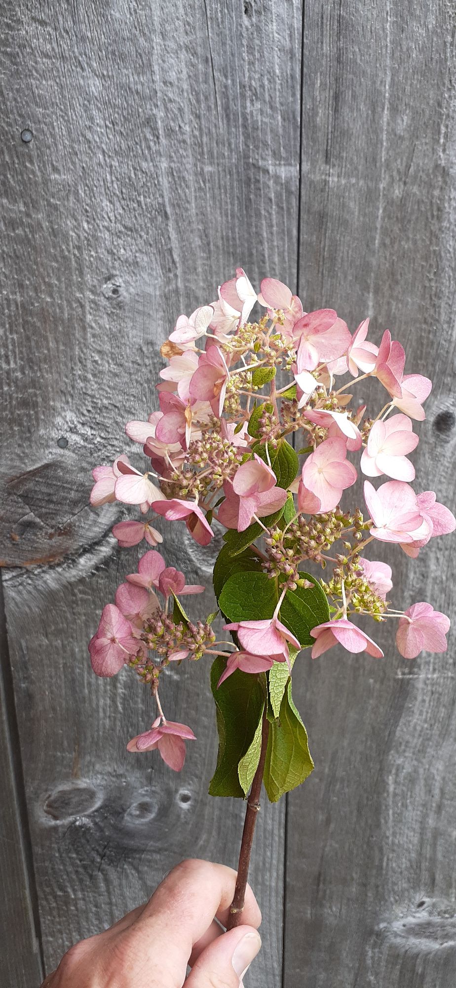 HYDRANGEA paniculata Ilvomindy