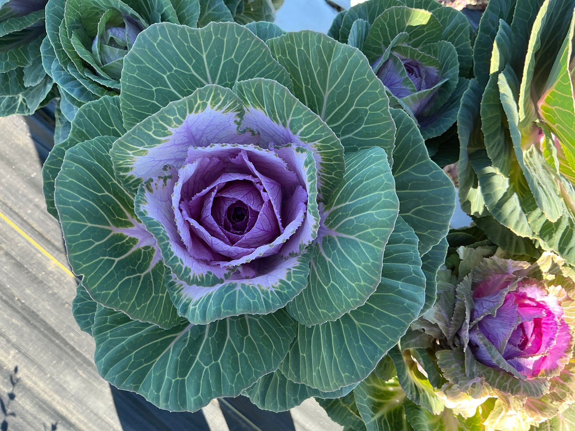 BRASSICA